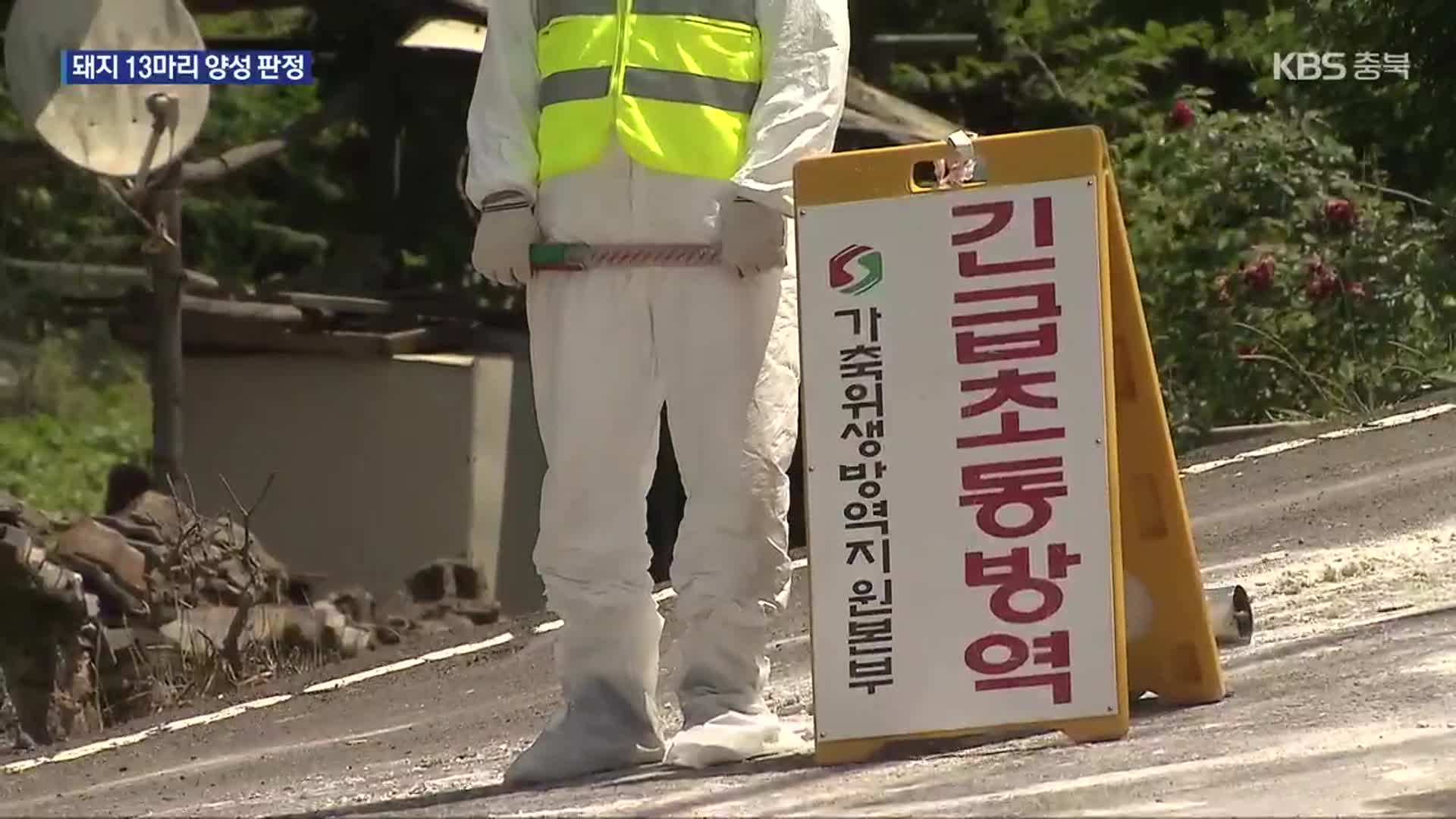 경북 영천서 아프리카돼지열병 발병…차단 방역 ‘안간힘’