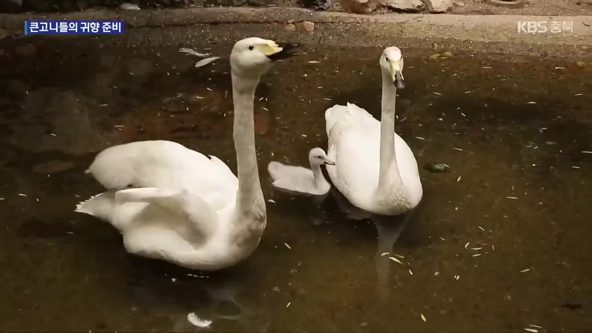 국내 부화 큰고니, 을숙도서 비행 훈련…시베리아 갈 수 있을까?