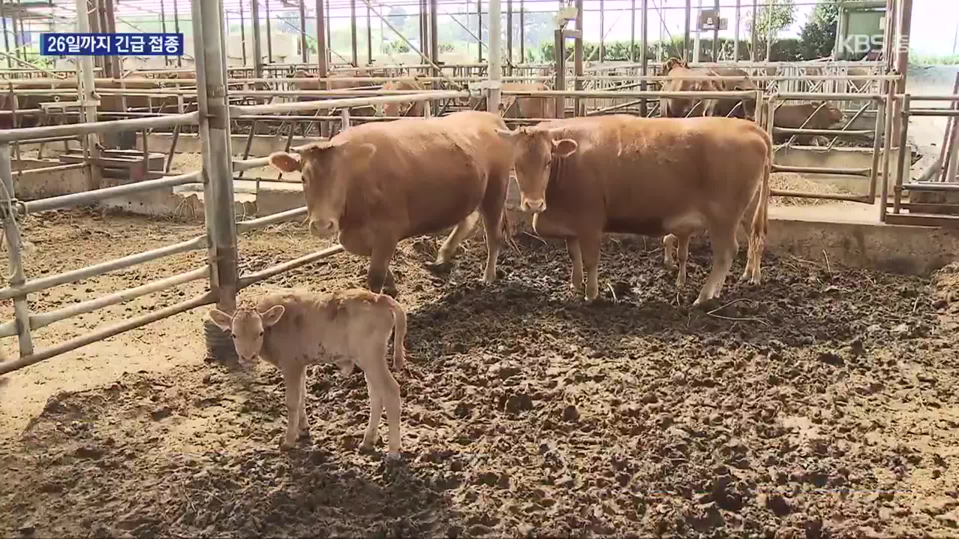 [여기는 충주] ‘백신 접종’ 누락된 송아지에서 럼피스킨…확산 차단 비상