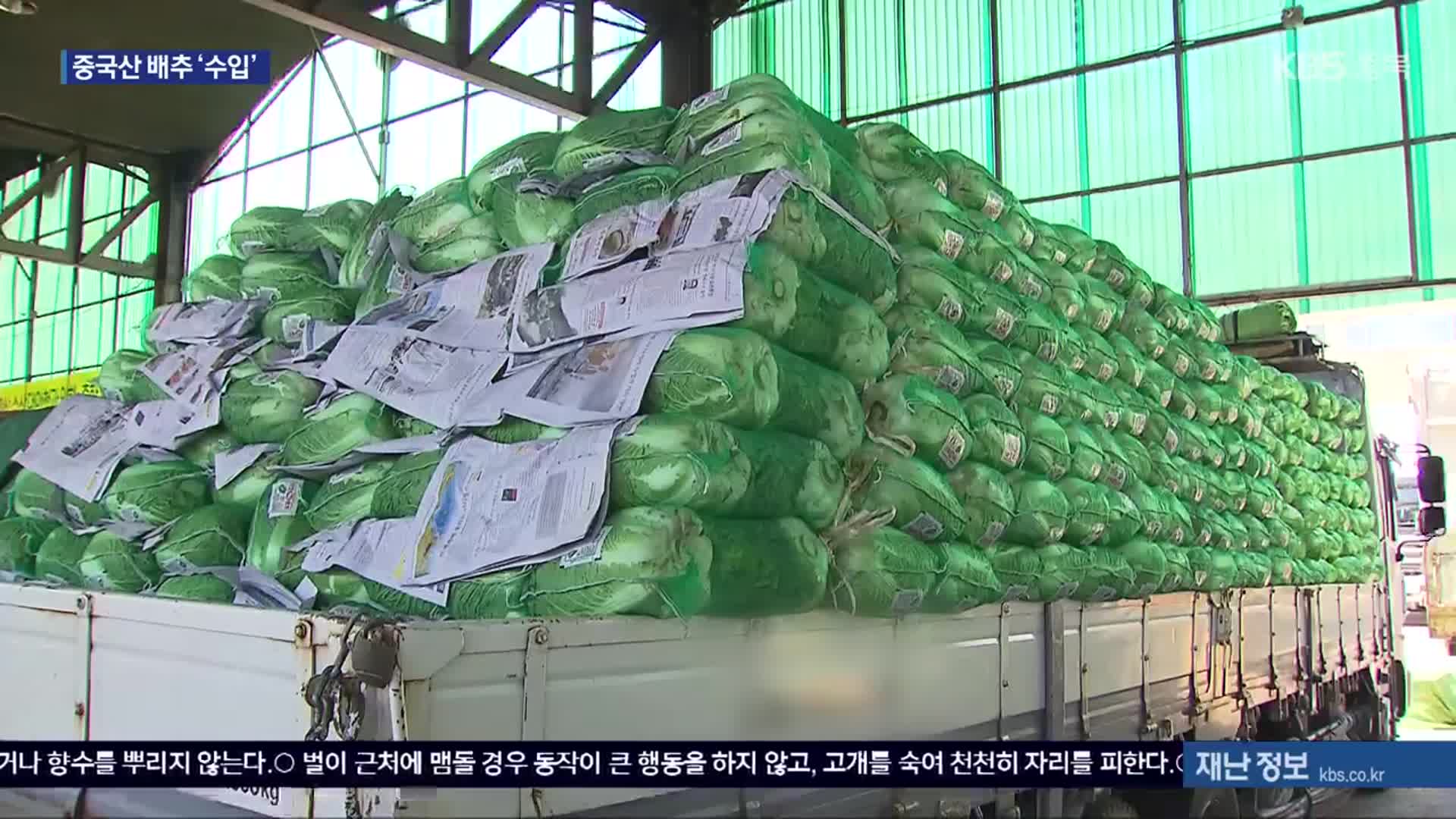 “배춧값 잡아라”…정부, 중국산 배추 직접 수입
