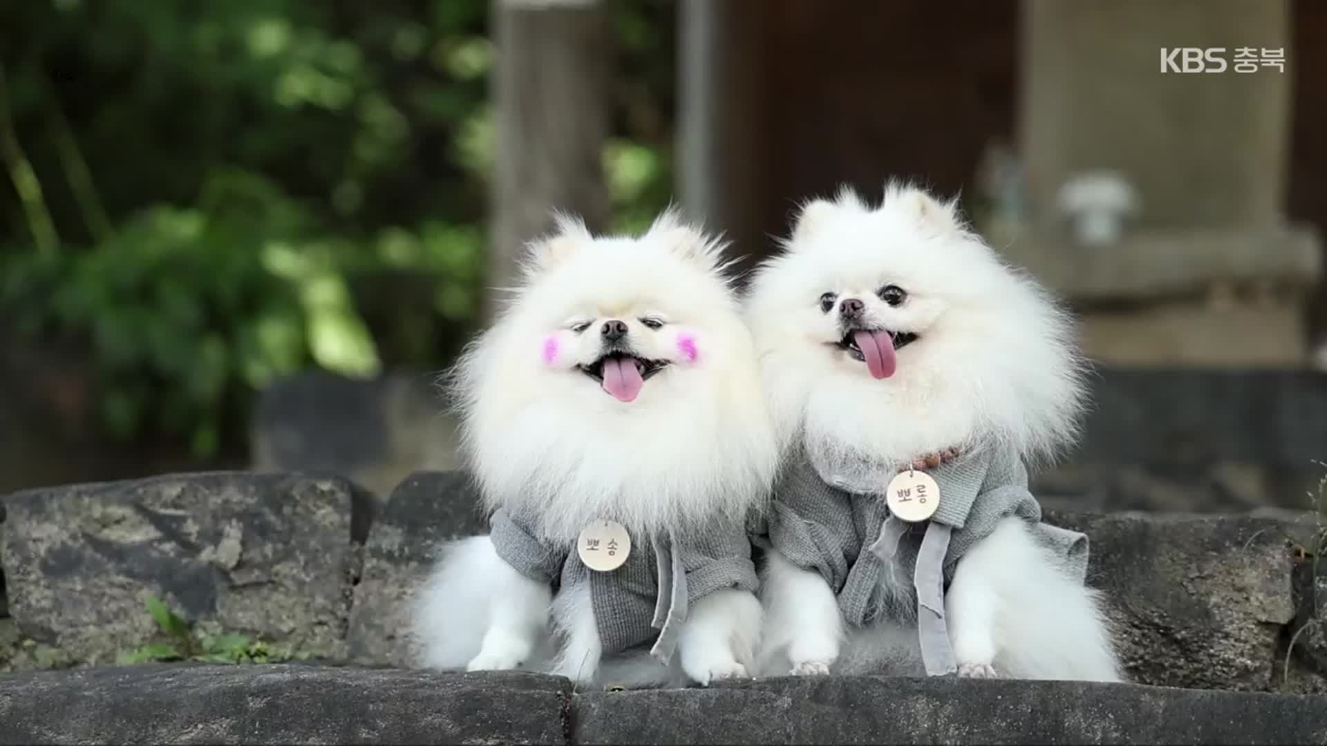 [화제현장 이곳] 반려동물과 함께 즐기는 이색 체험 ‘인기’