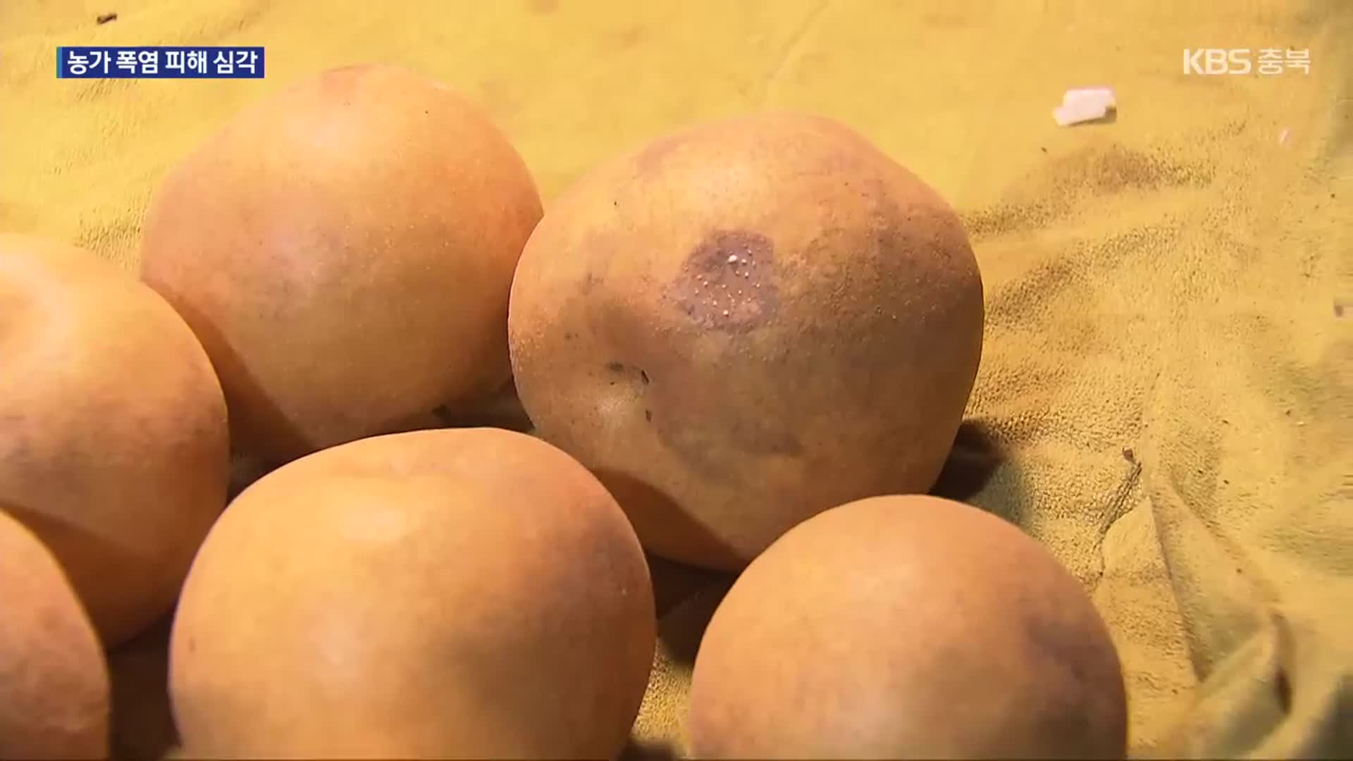 긴 폭염에 수확철 배 농사도 엉망