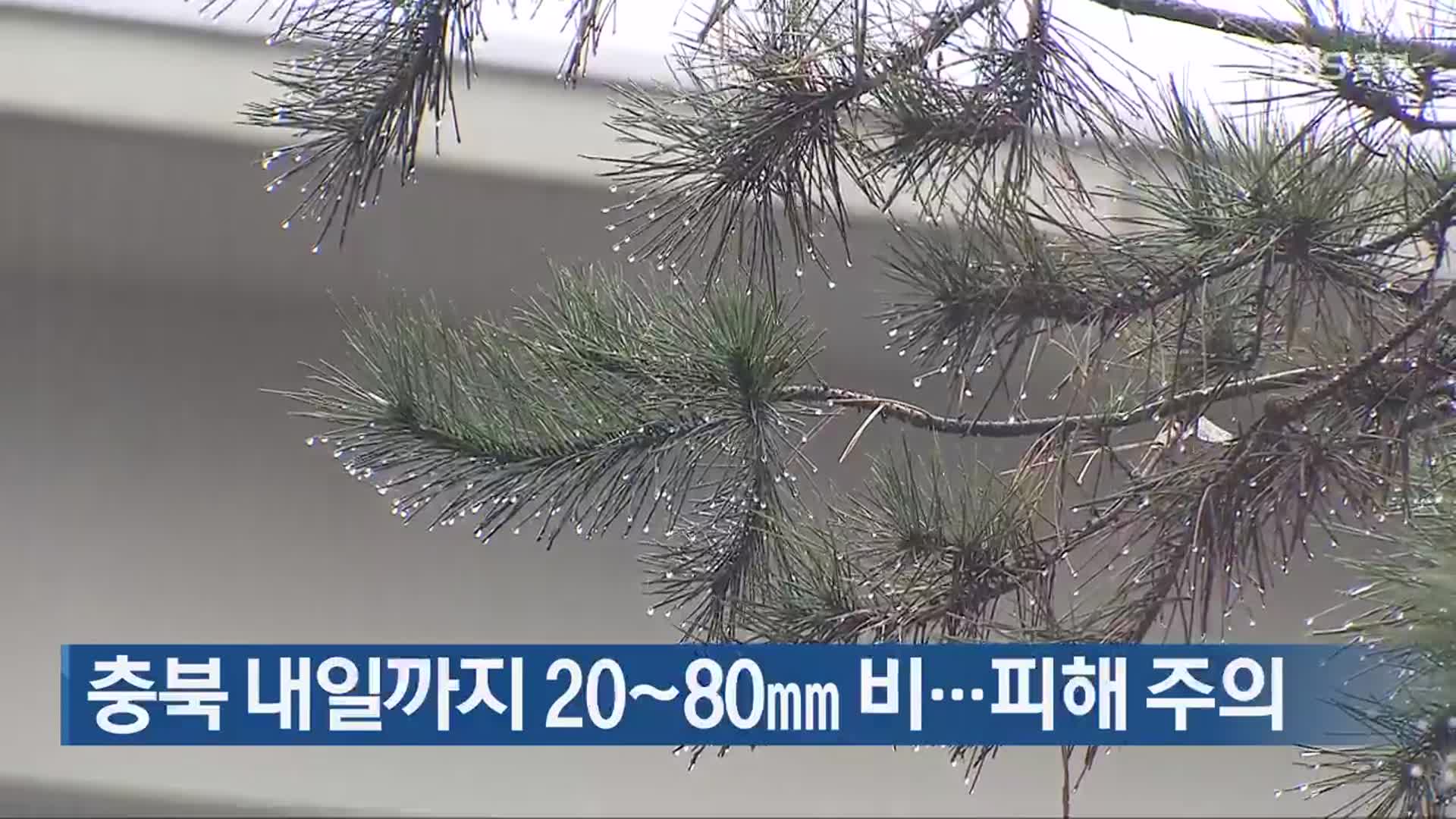 충북 내일까지 20~80mm 비…피해 주의