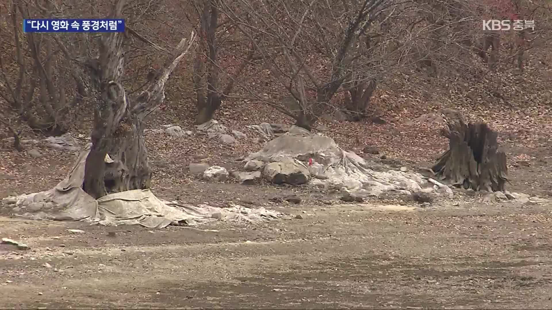 청송의 명승 ‘주산지’ 왕버들 복원 개시