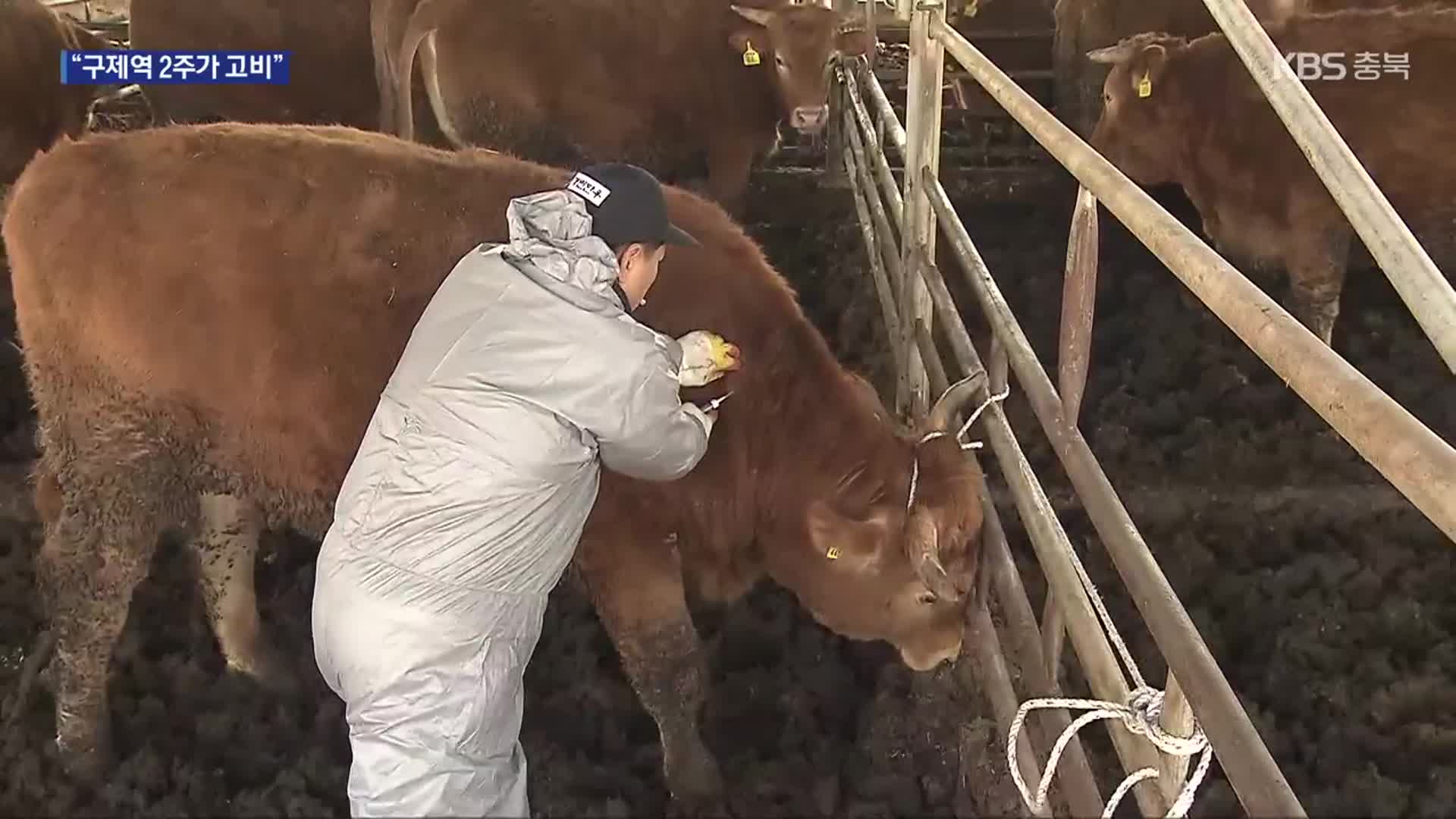 구제역 ‘방역대 밖’ 확산…“백신 접종 속도전”