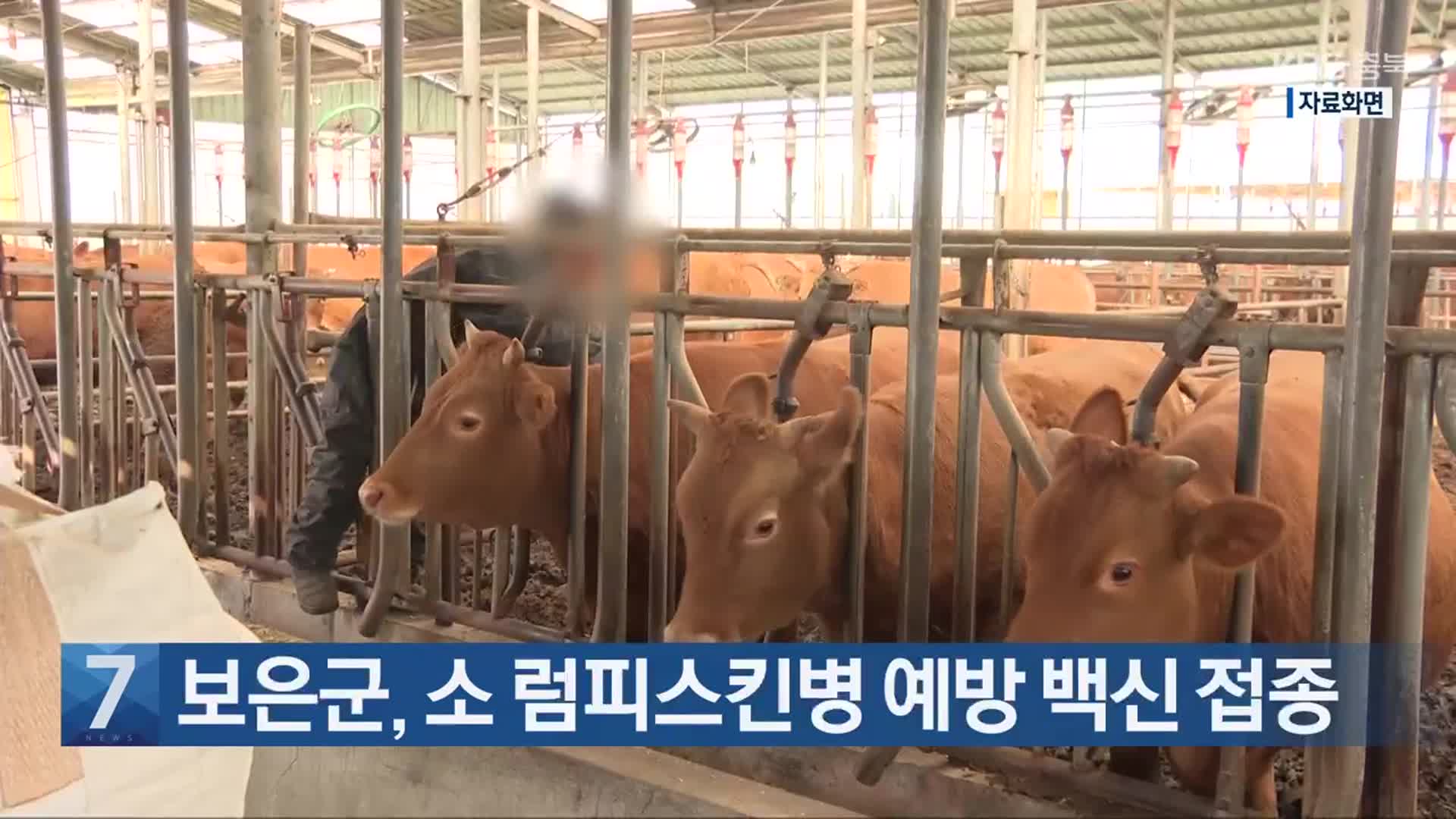 [간추린 단신] 보은군, 소 럼피스킨병 예방 백신 접종 외