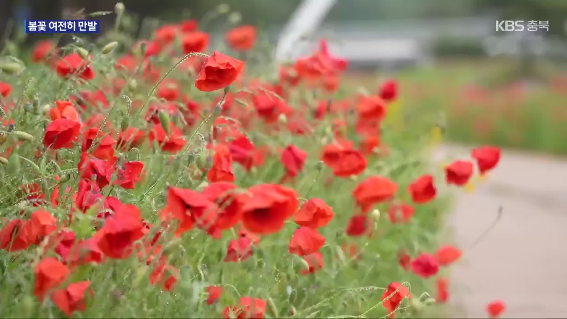 [여기는 충주] 꽃들의 향연…단양·괴산서 막바지 봄축제