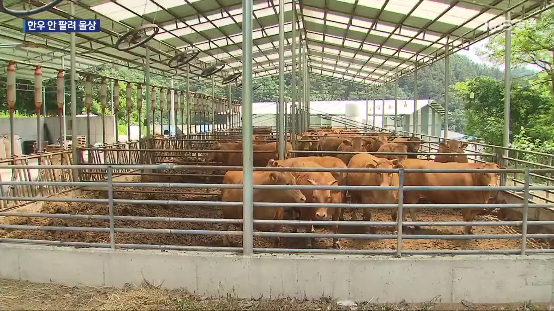출하 적기 놓친 한우…우사엔 ‘한숨’만