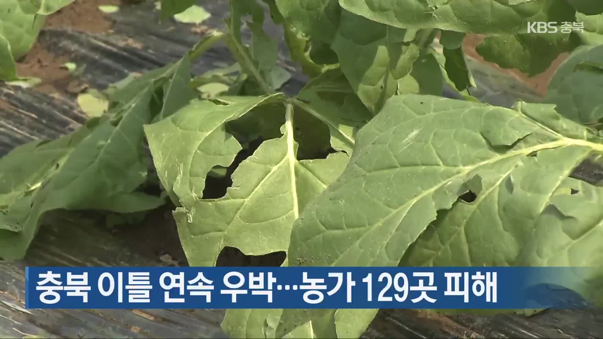 충북 이틀 연속 우박…농가 129곳 피해