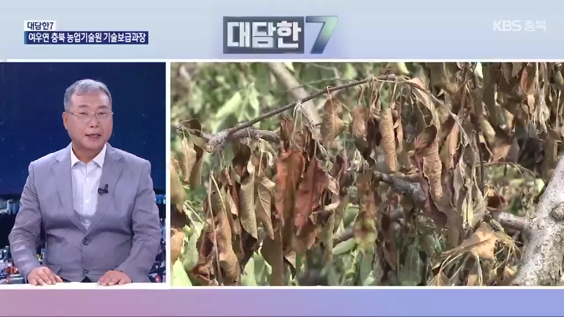 [대담한7] 과수화상병 발생 급증…원인과 대책은?