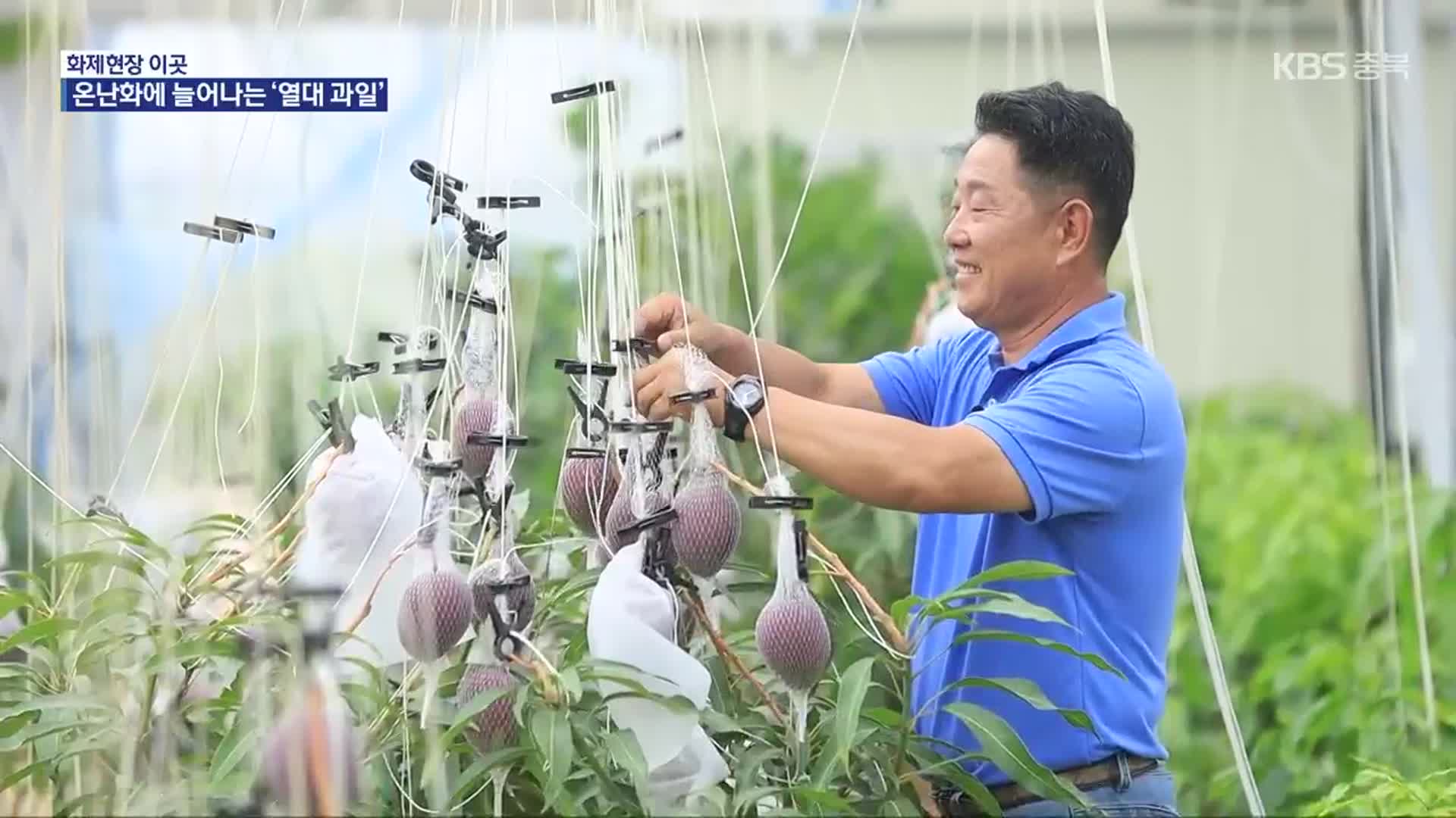 [화제현장 이곳] 기후 온난화에 충북 ‘열대 작물’ 농장 확대
