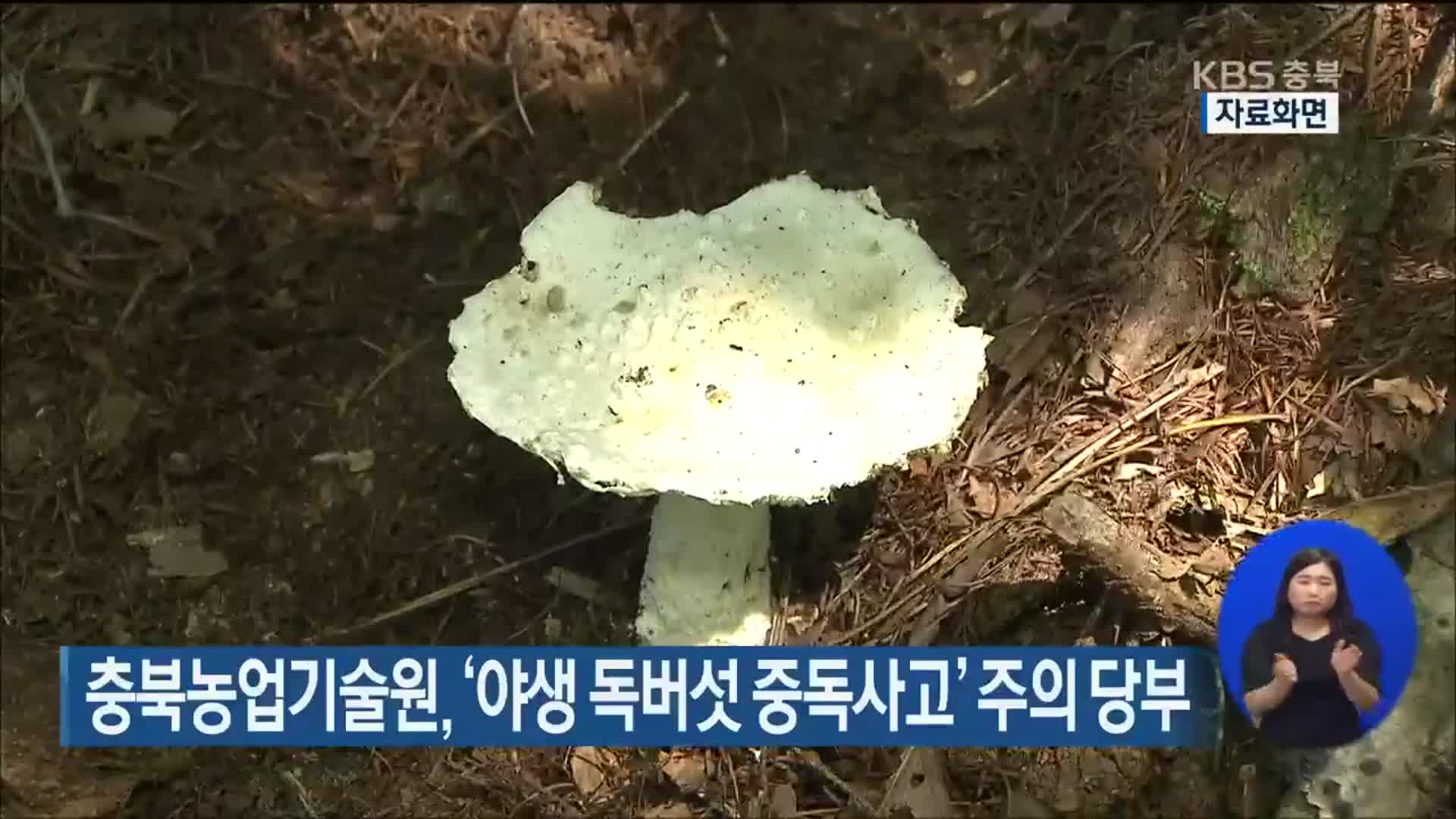 충북농업기술원, ‘야생 독버섯 중독사고’ 주의 당부