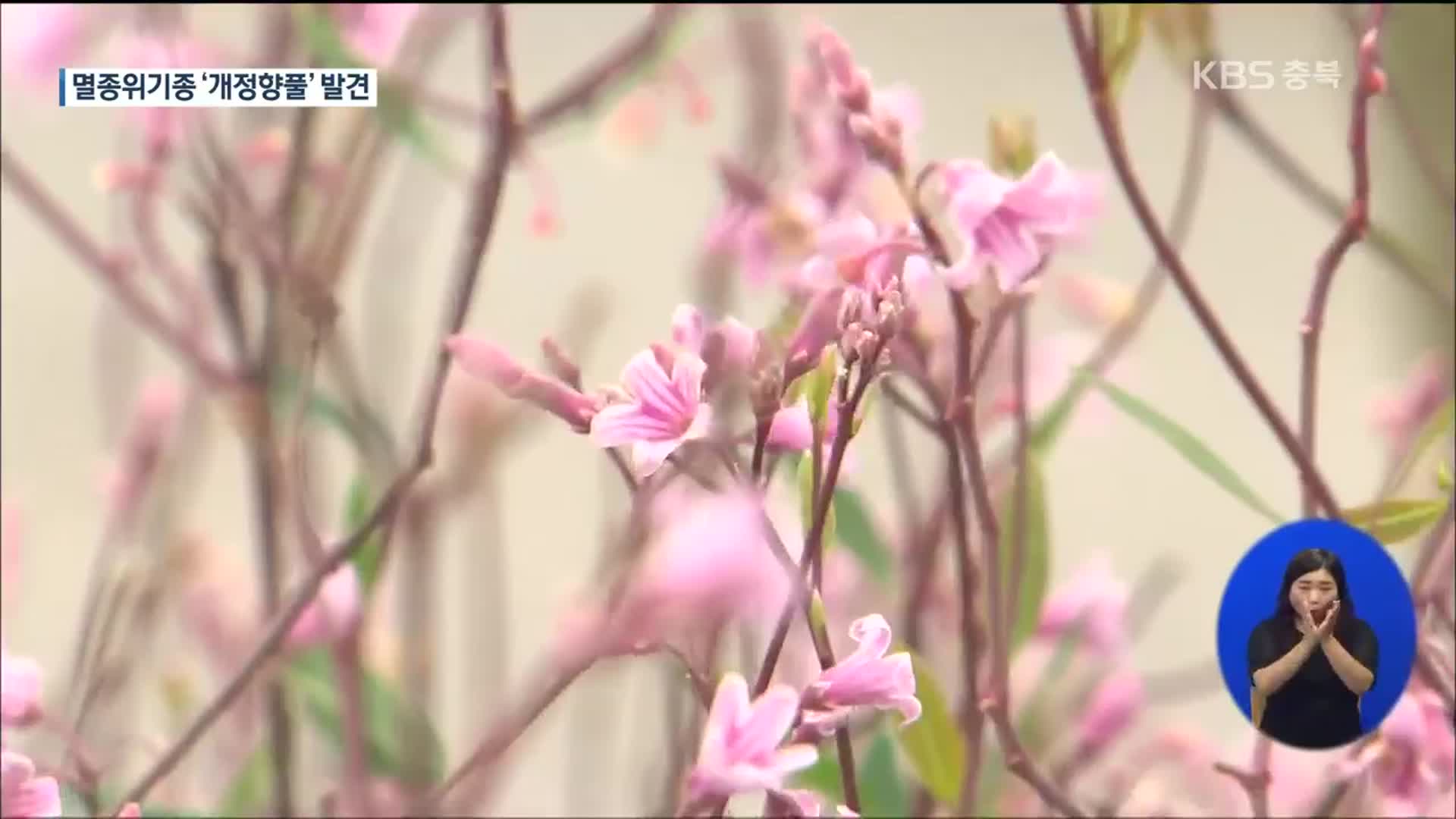 흔한 들꽃인 줄 알았는데…멸종위기종 ‘개정향풀’ 발견