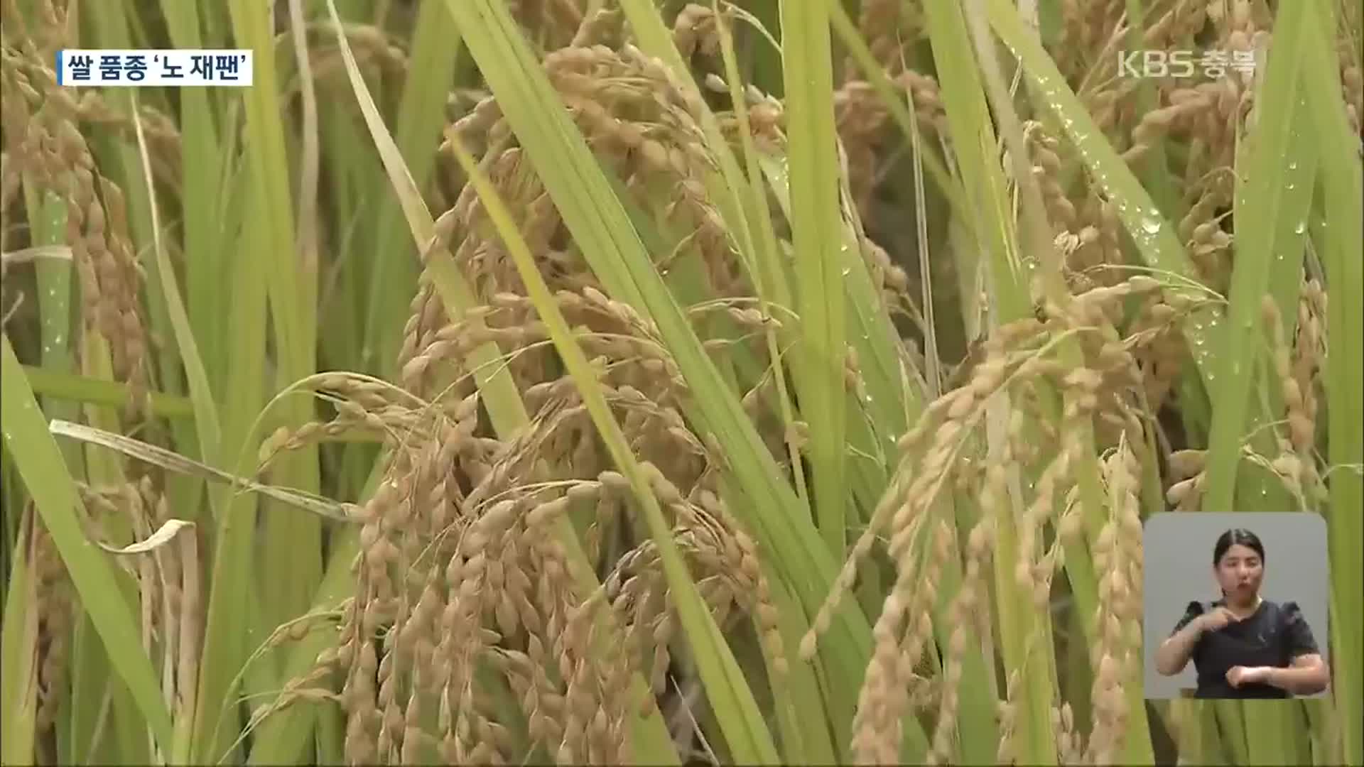 쌀도 ‘노 재팬’…토종 품종으로 전면 대체