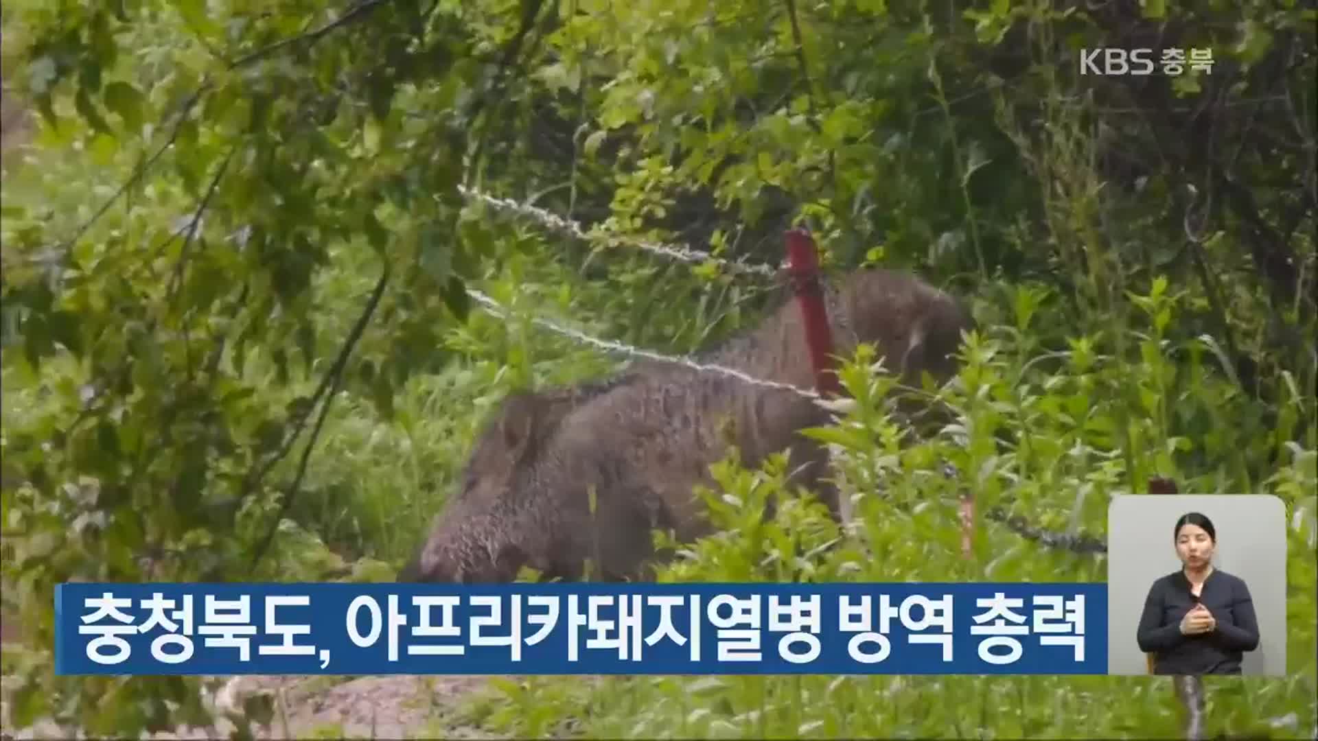 충청북도, 아프리카돼지열병 방역 총력