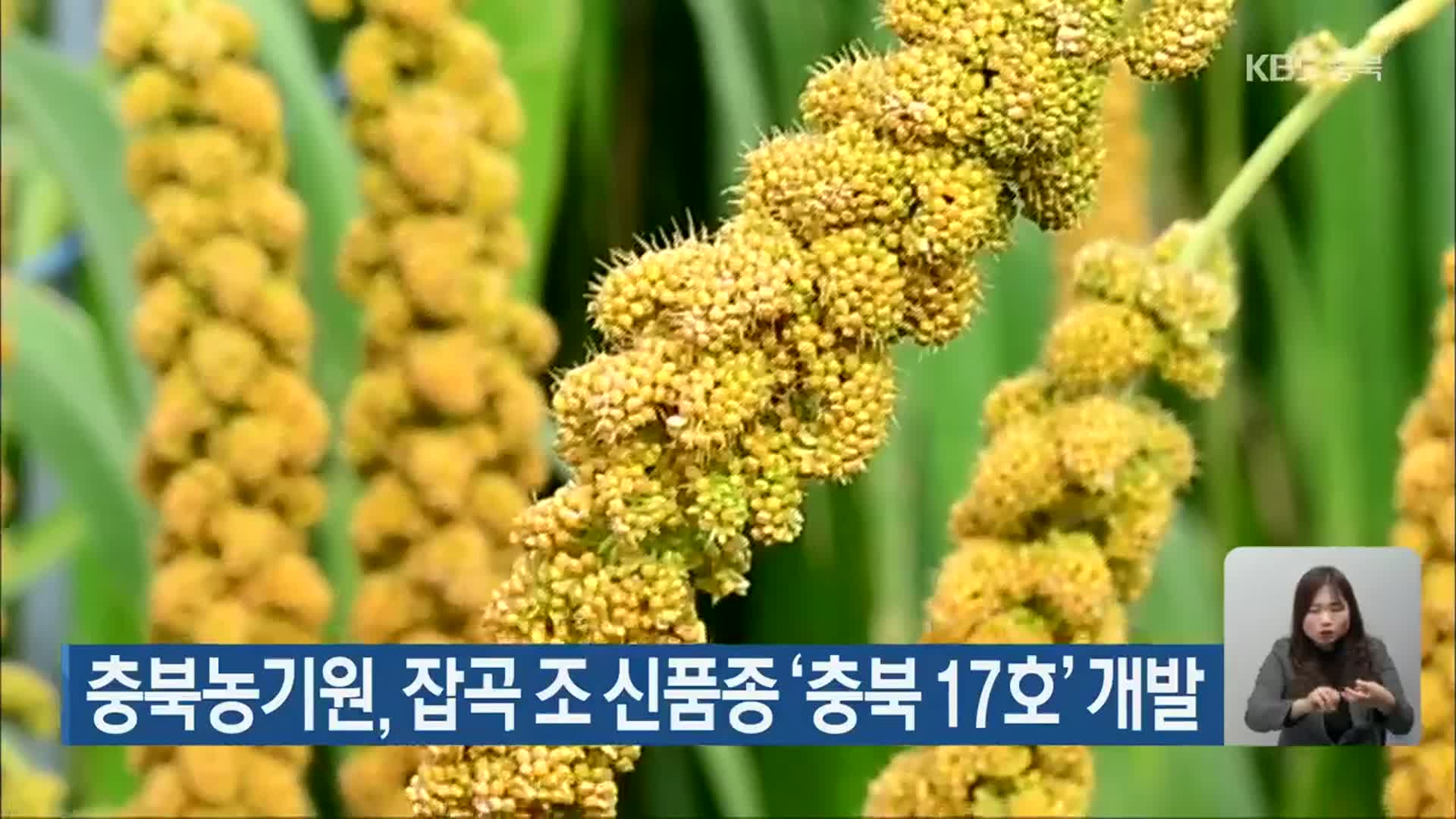충북농기원, 잡곡 조 신품종 ‘충북 17호’ 개발