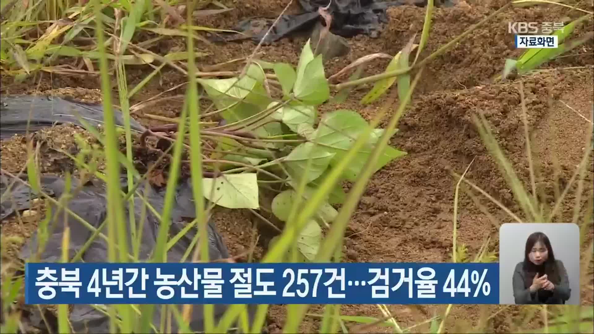 충북 4년간 농산물 절도 257건…검거율 44%