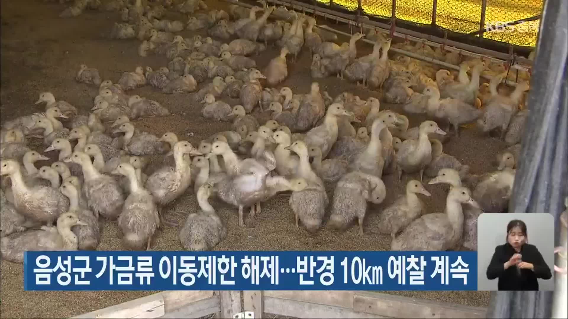 음성군 가금류 이동제한 해제…반경 10km 예찰 계속