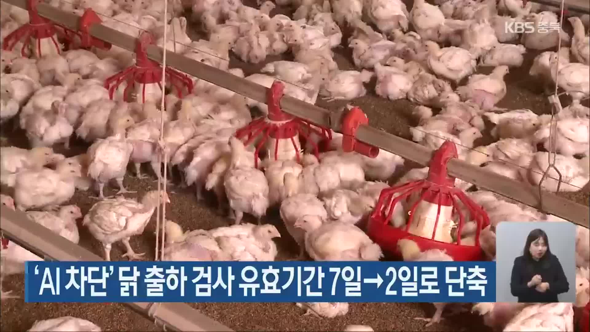 ‘AI 차단’ 닭 출하 검사 유효기간 7일→2일로 단축