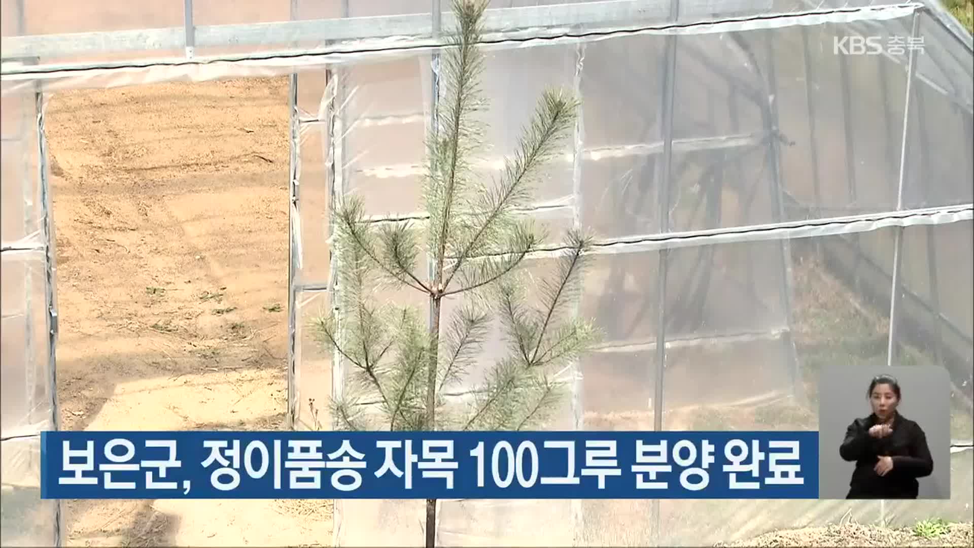 보은군, 정이품송 자목 100그루 분양 완료