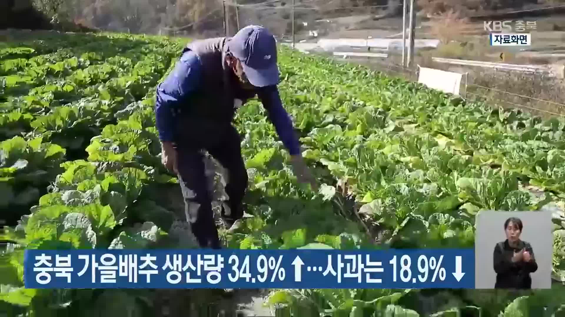 충북 가을배추 생산량 34.9%↑…사과는 18.9%↓
