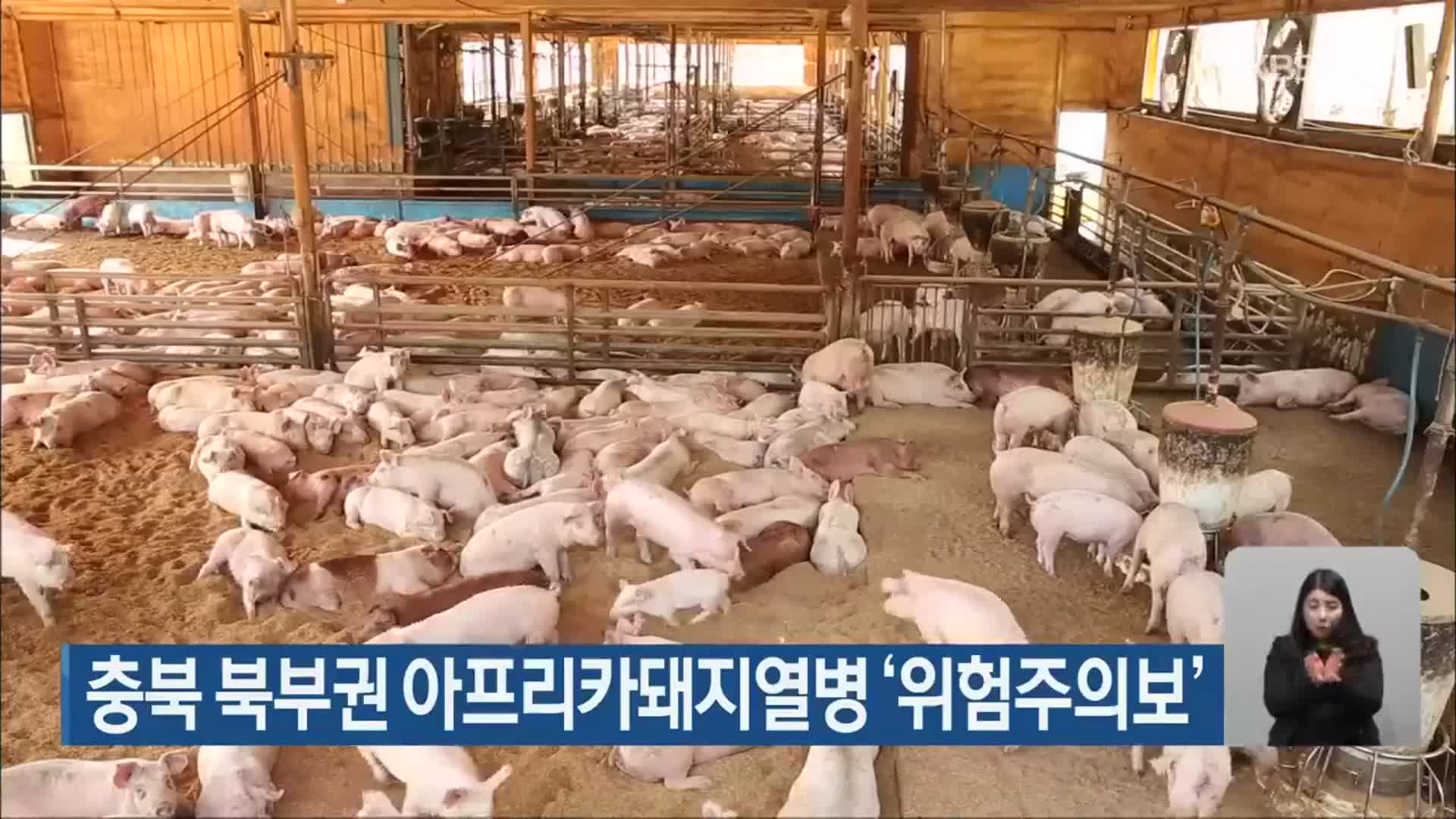 충북 북부권 아프리카돼지열병 ‘위험주의보’