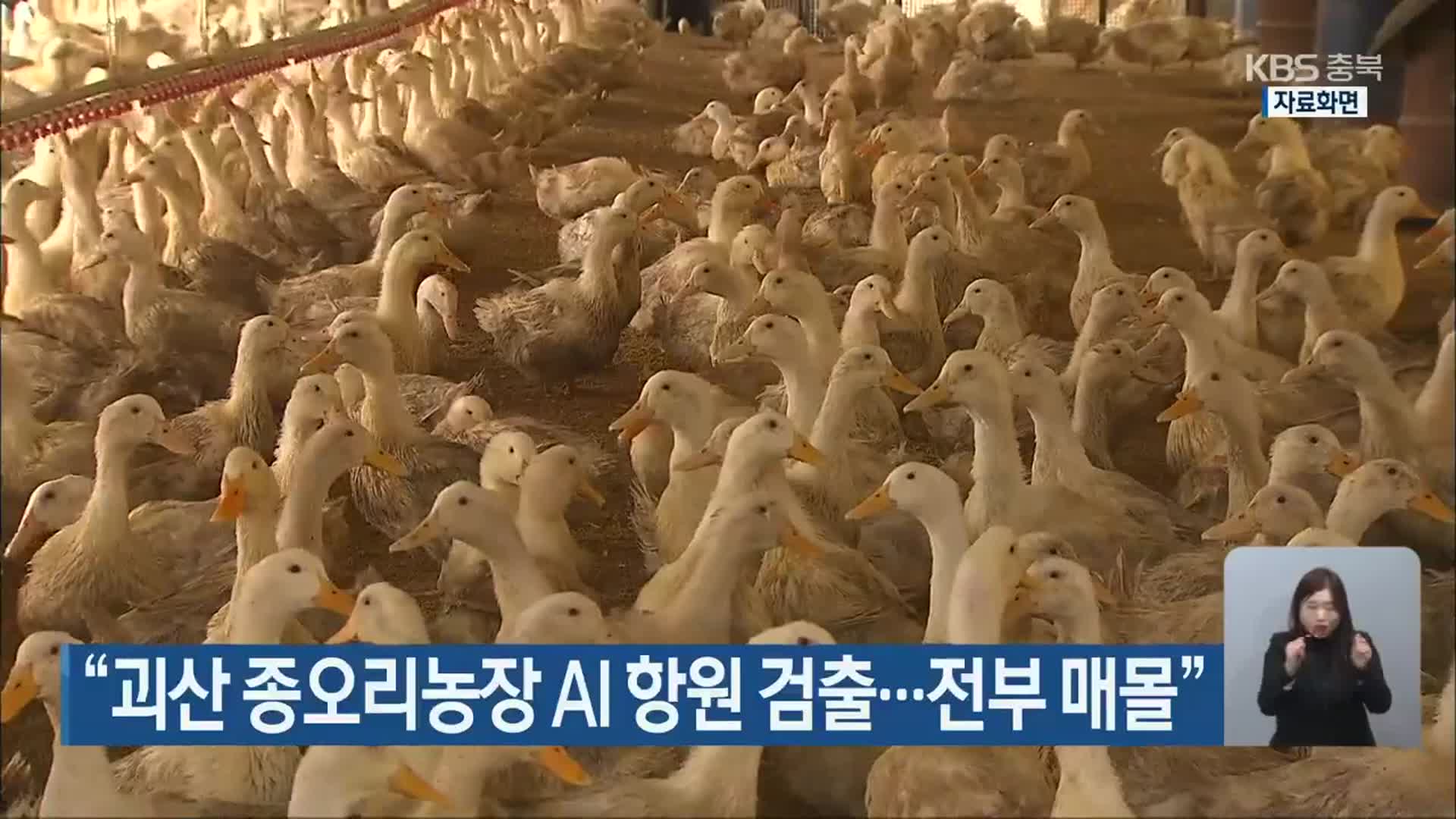 “괴산 종오리농장 AI 항원 검출…전부 매몰”