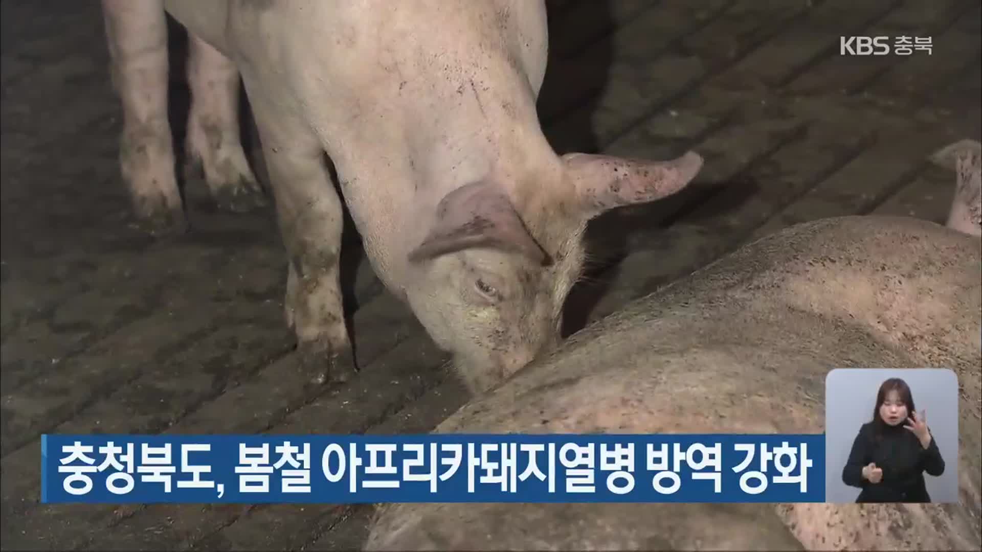 충청북도, 봄철 아프리카돼지열병 방역 강화