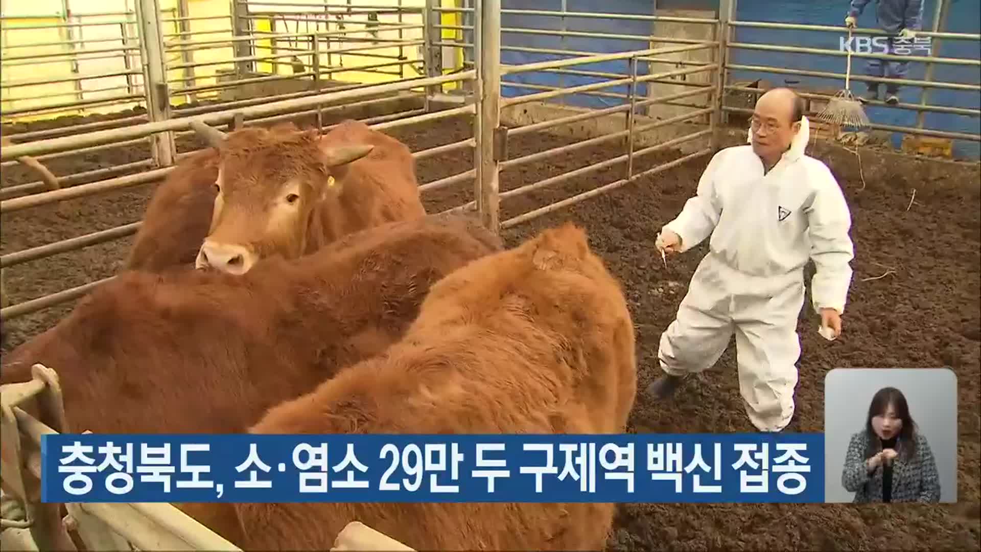 충청북도, 소·염소 29만 두 구제역 백신 접종
