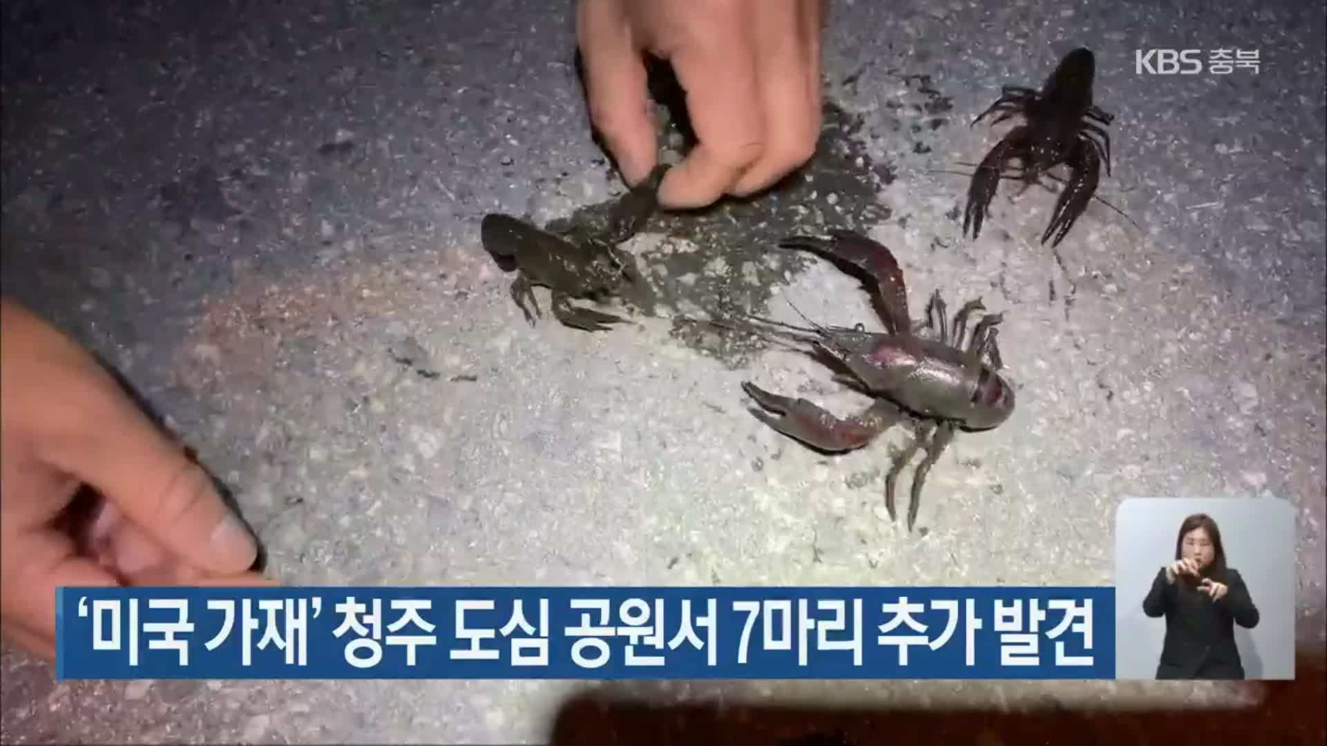 ‘미국 가재’ 청주 도심 공원서 7마리 추가 발견