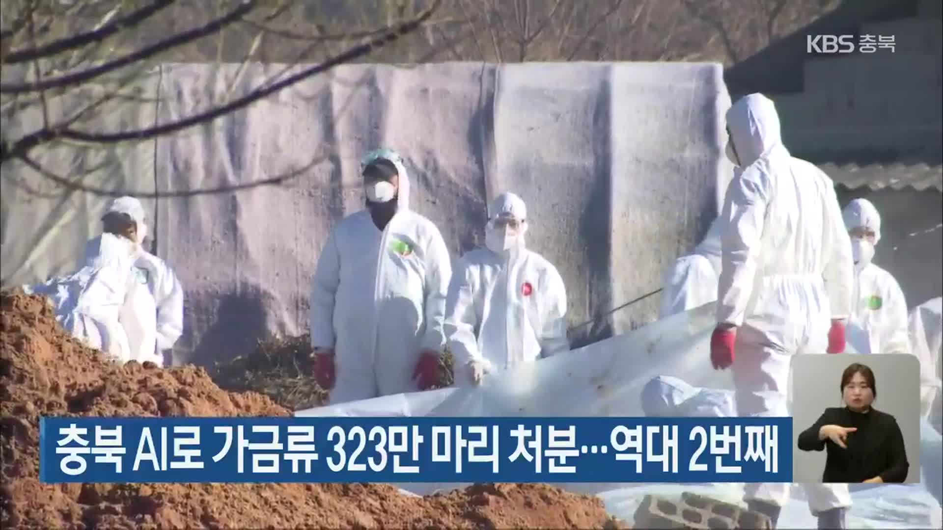 충북 AI로 가금류 323만 마리 처분…역대 2번째