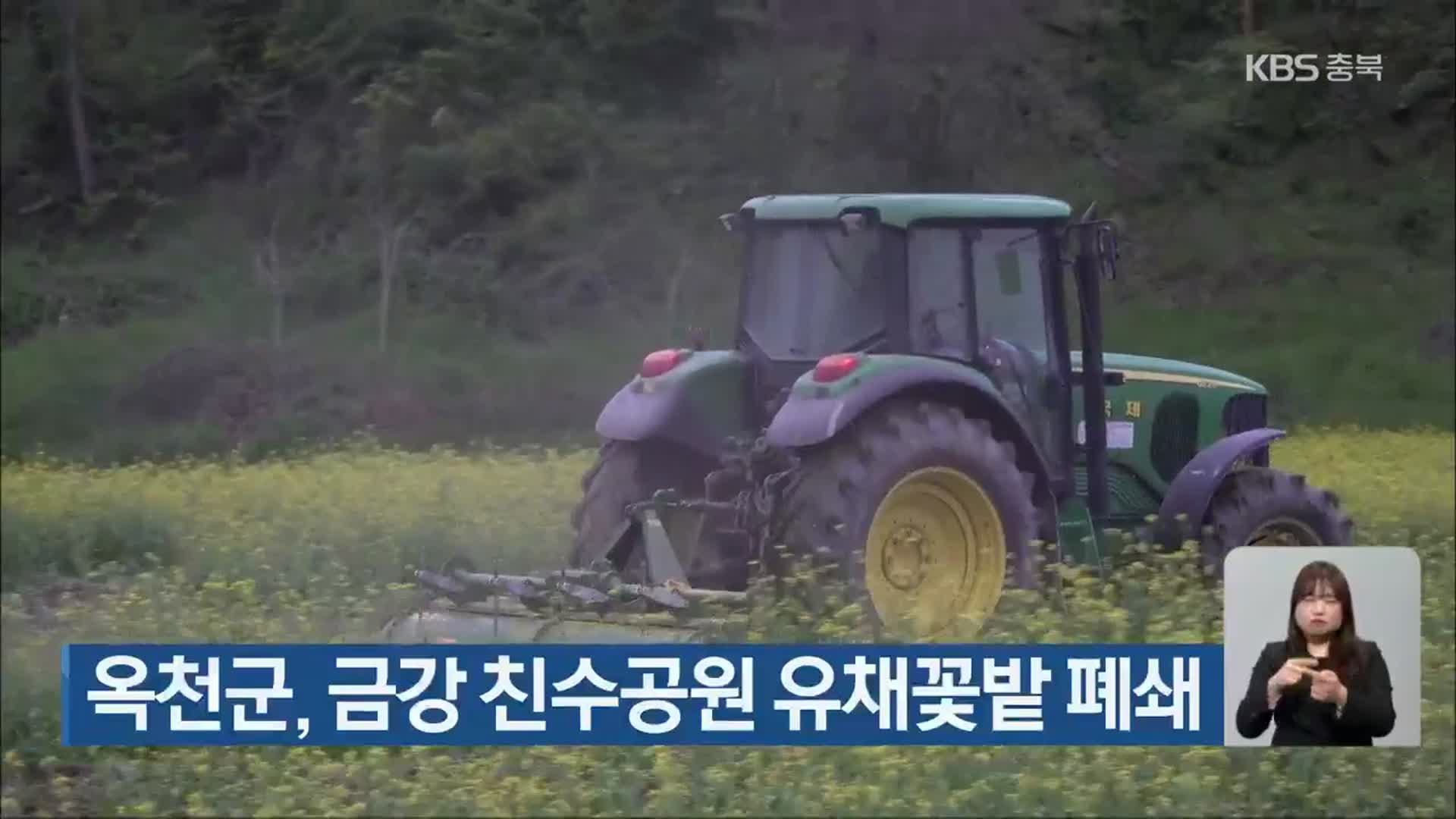 옥천군, 금강 친수공원 유채꽃밭 폐쇄