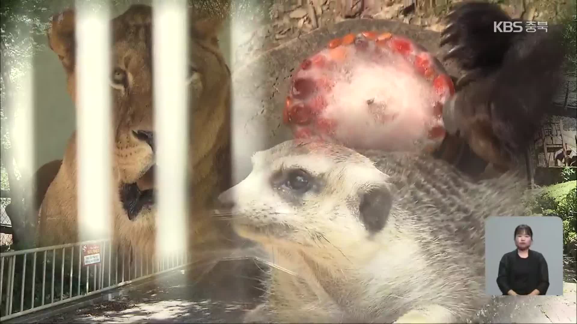 “얼음·영양식까지”…폭염 속 동물원 여름 나기