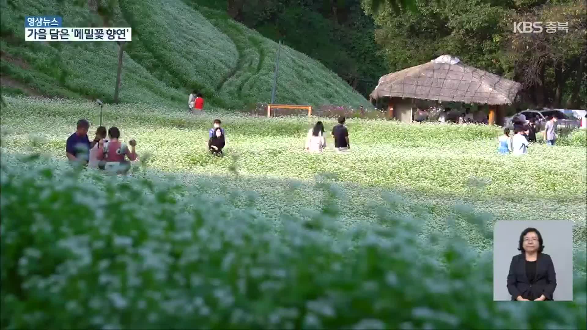 [영상] “소금 뿌린 것처럼”…메밀꽃밭 ‘가을정취’ 가득