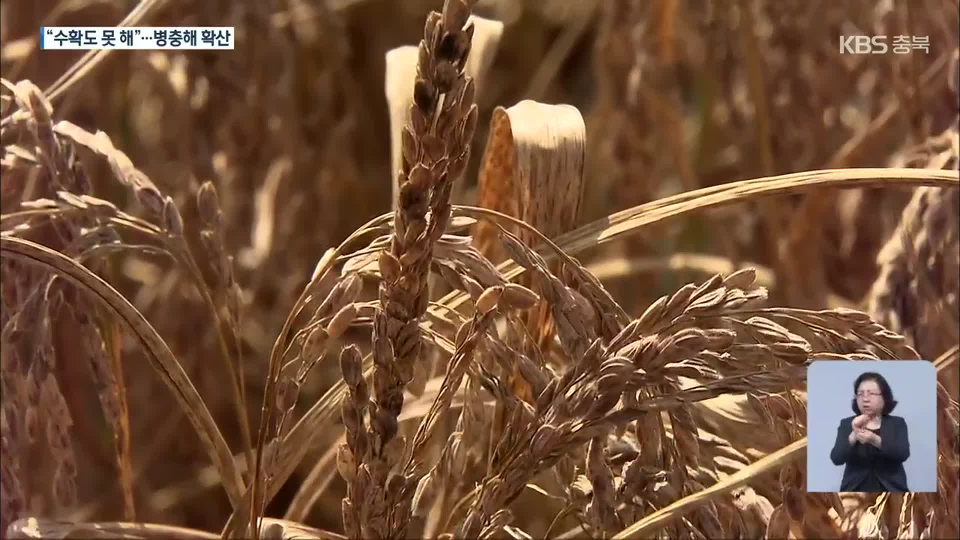 검붉게 물든 논…수확 앞두고 ‘깨씨무늬병’ 확산