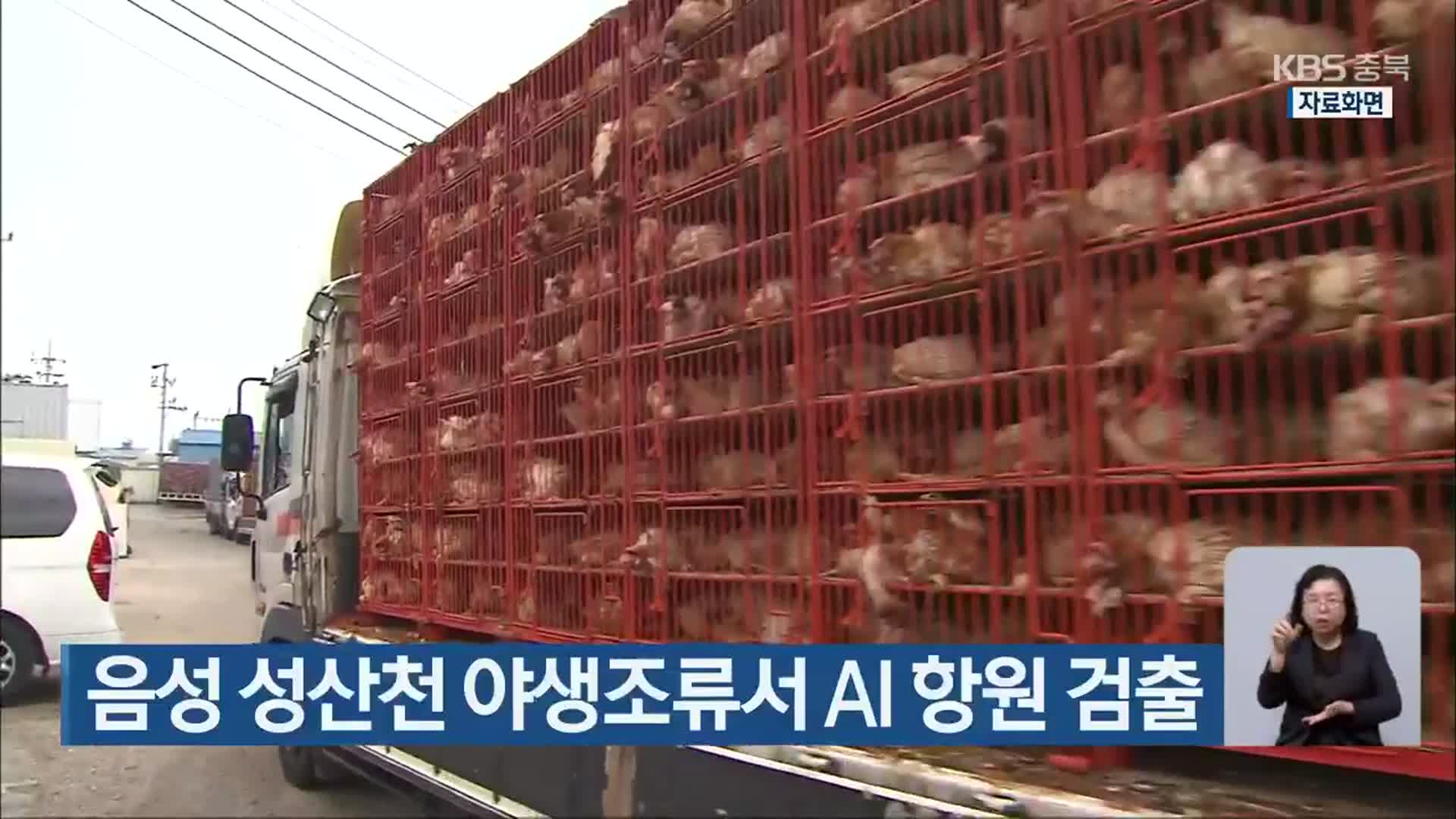 음성 성산천 야생조류서 AI 항원 검출