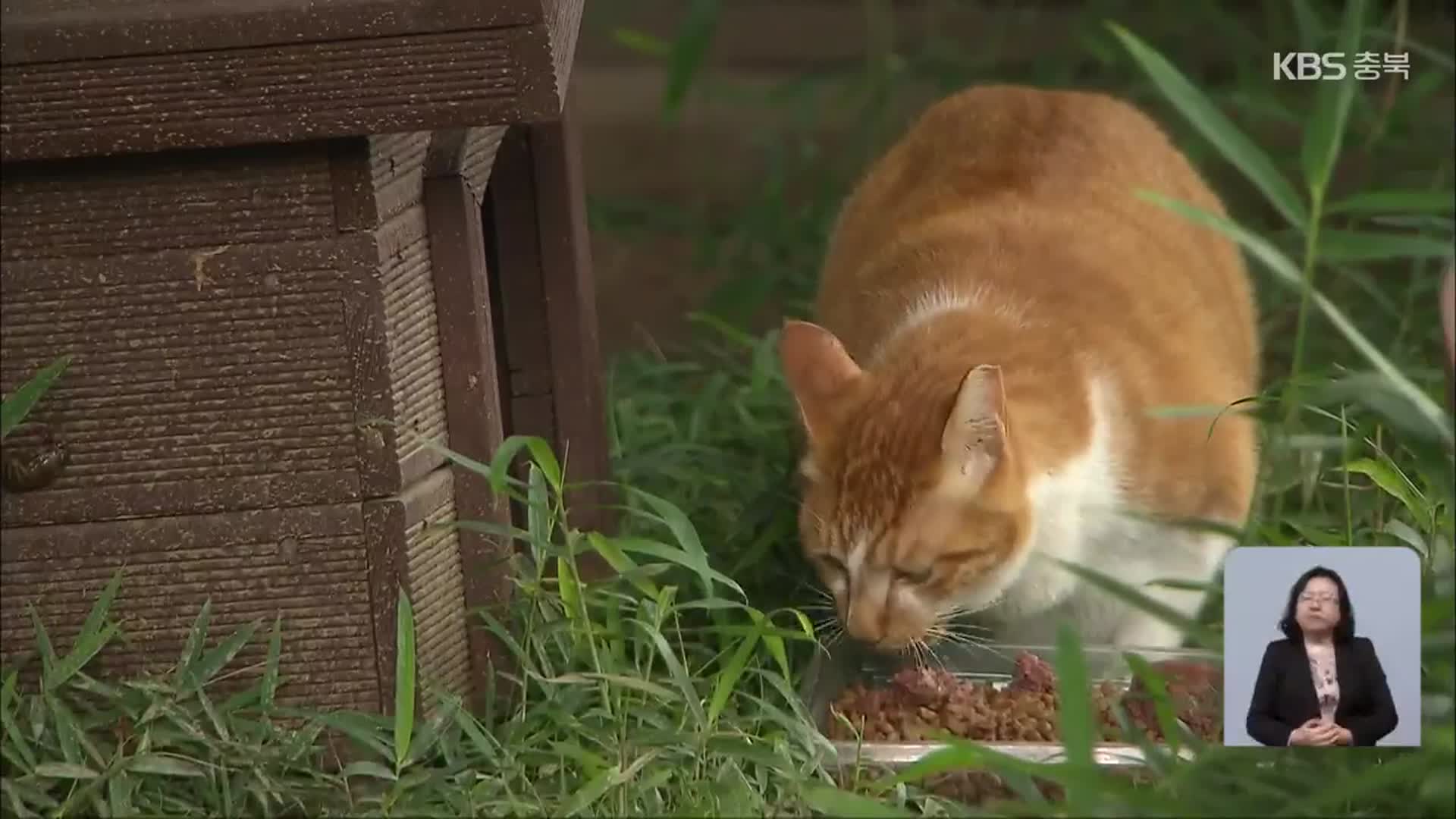 길고양이 중성화 신청 ‘폭증’…사업 확대 필요