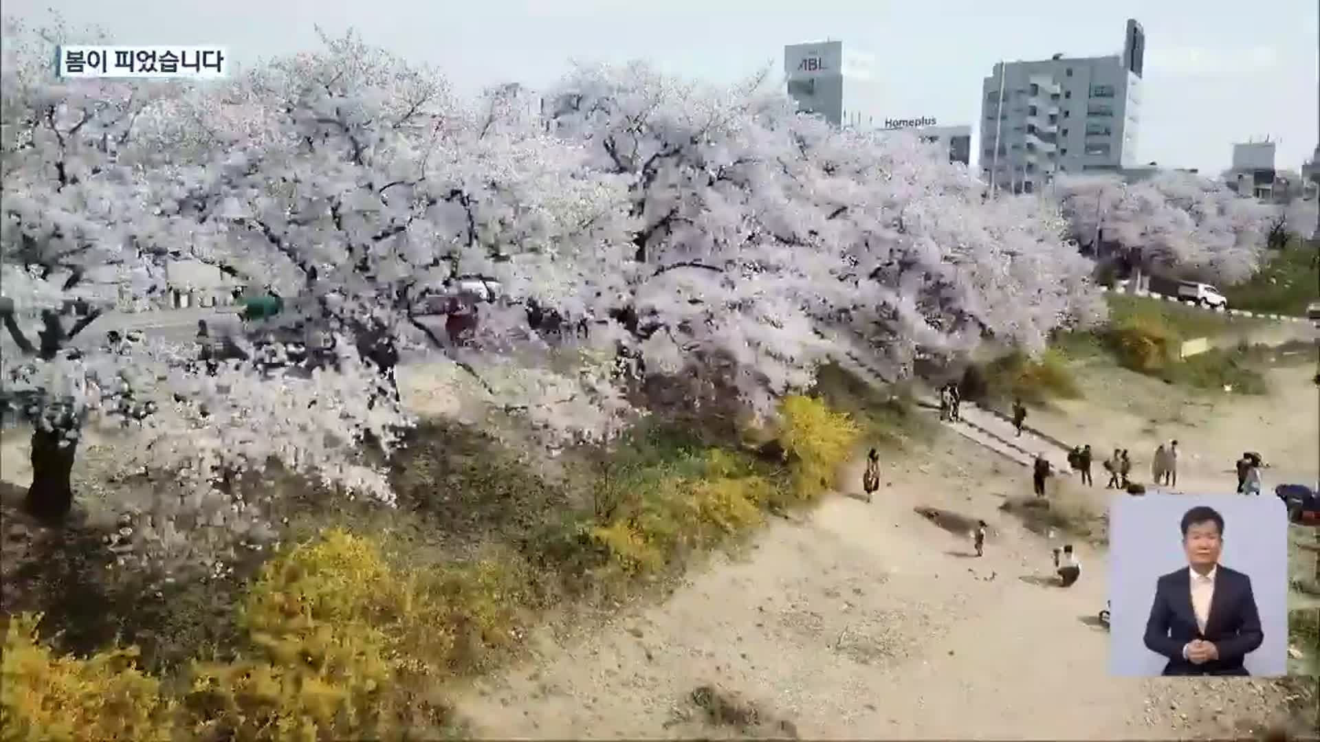 [영상] 완연한 봄…봄꽃 절정