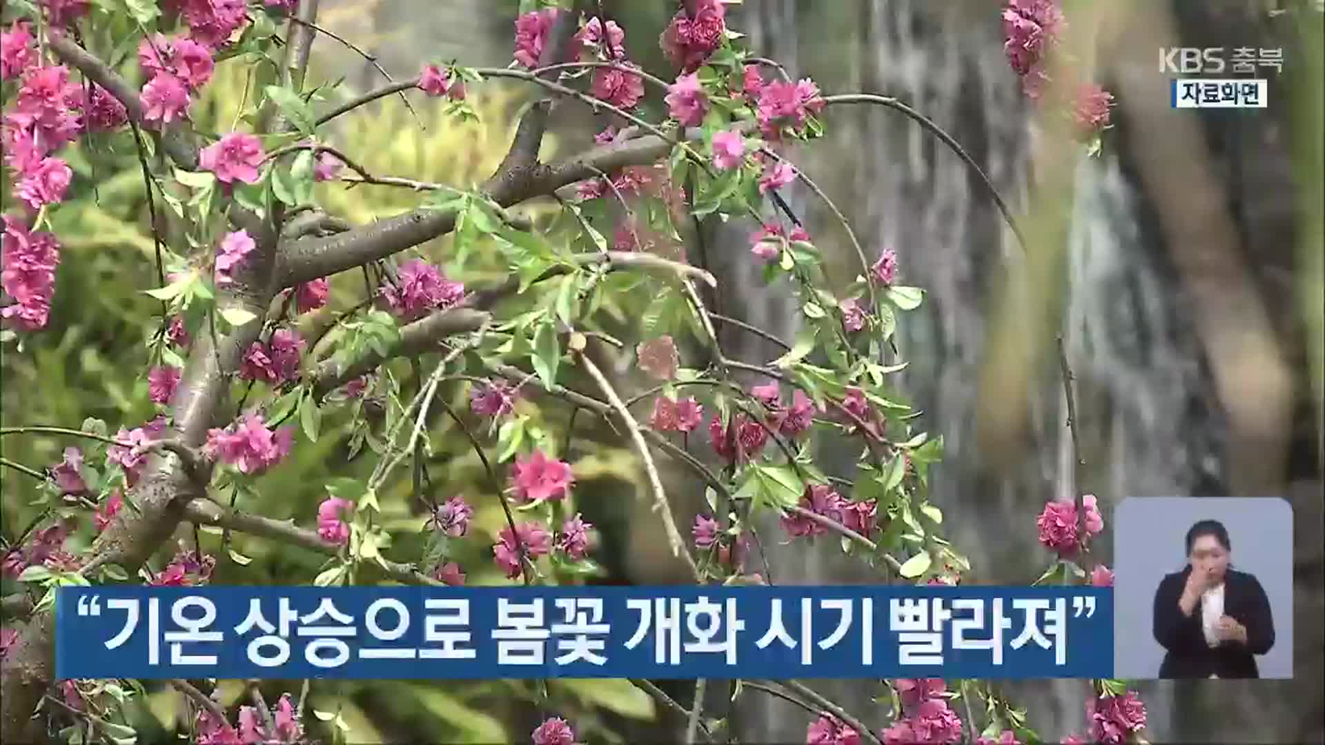 “기온 상승으로 봄꽃 개화 시기 빨라져”