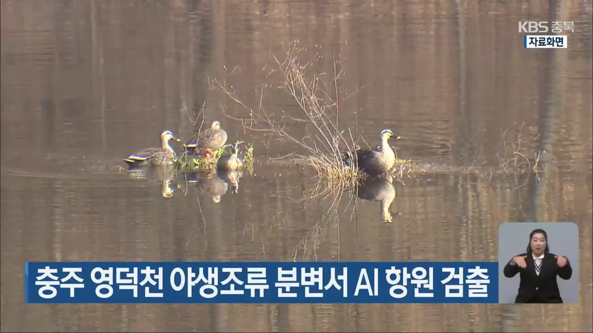 충주 영덕천 야생조류 분변서 AI 항원 검출