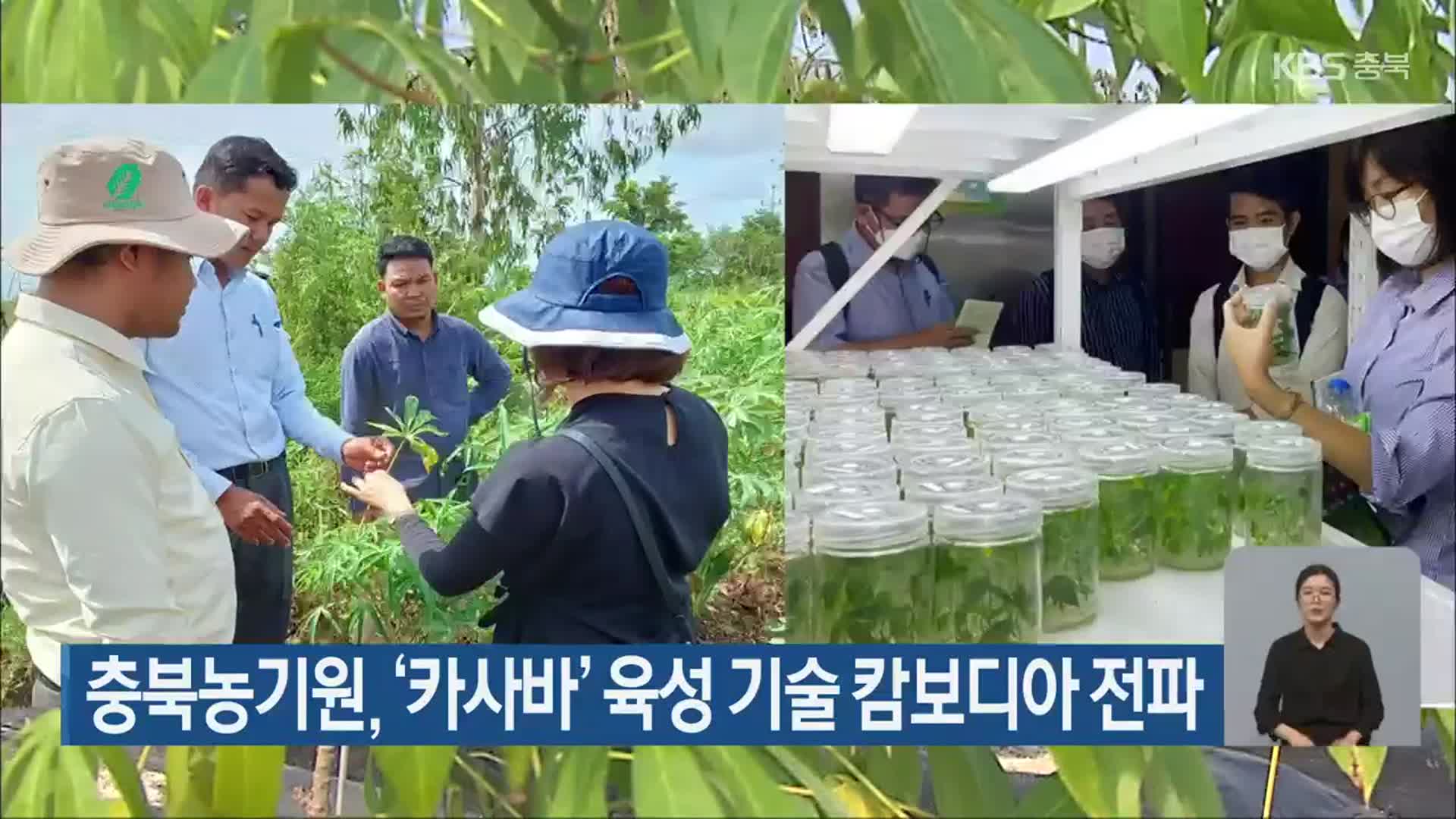 충북농기원, ‘카사바’ 육성 기술 캄보디아 전파