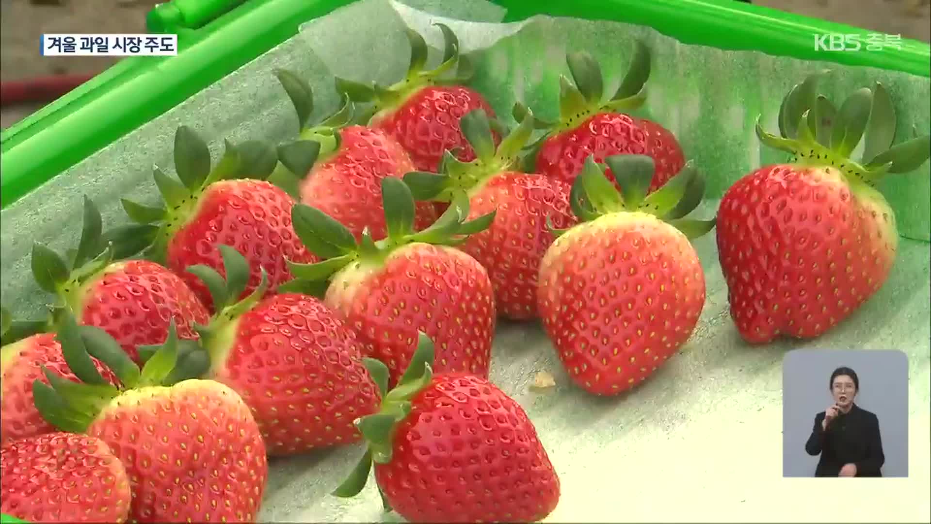 한겨울 딸기 수확 한창…촉성 재배 영향