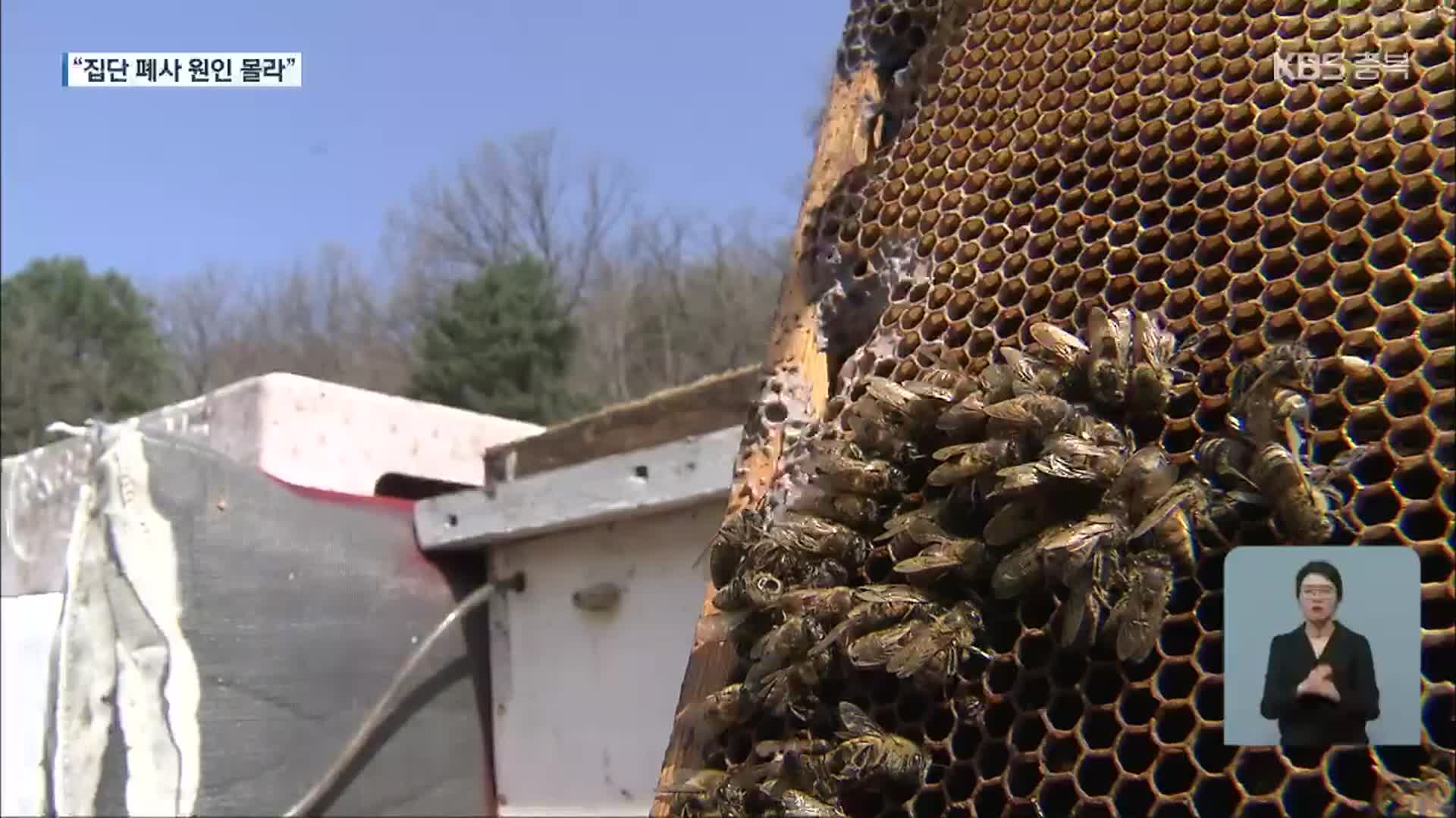 꿀벌 40% 월동 피해…방제 약품 긴급 지원