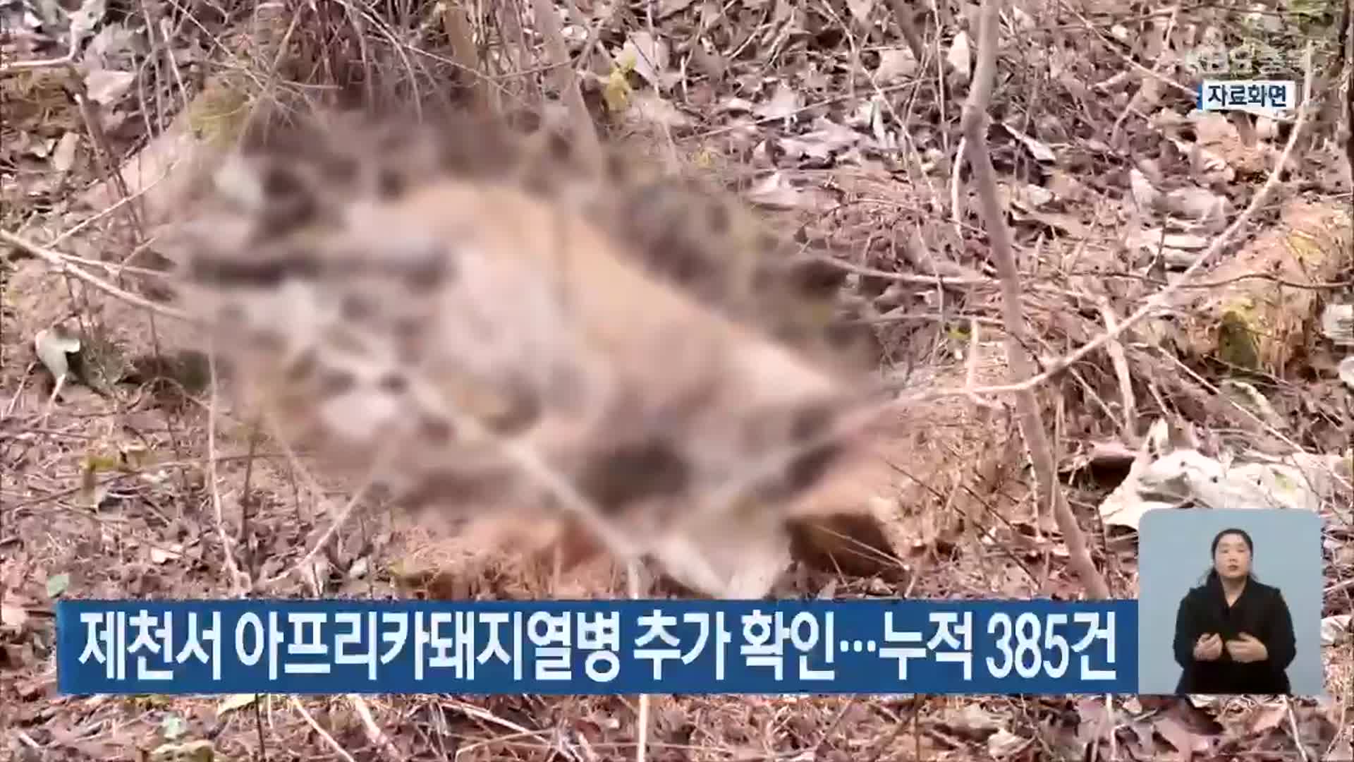 제천서 아프리카돼지열병 추가 확인…누적 385건