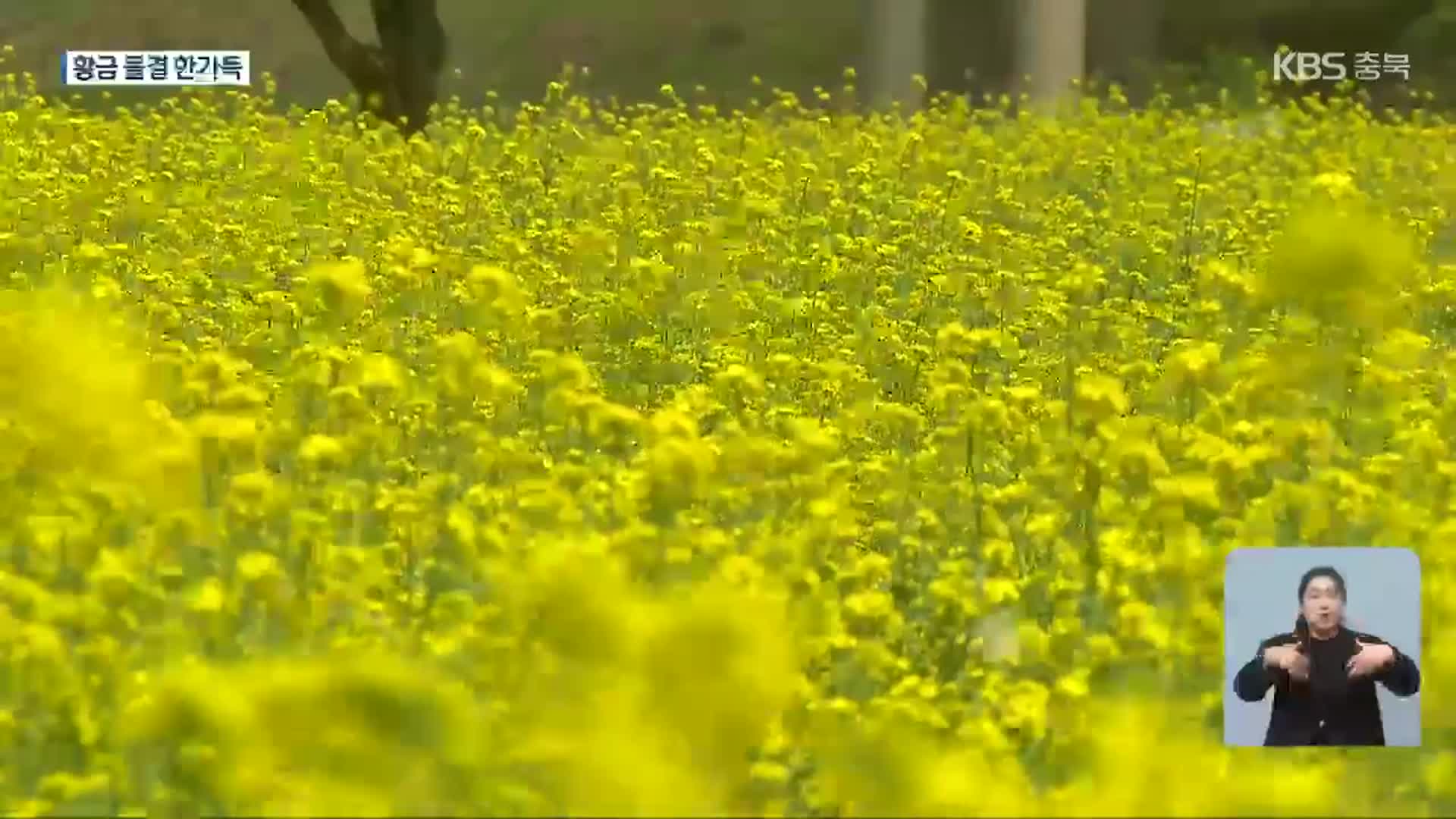 노란빛으로 물든 금강변…유채꽃 만개