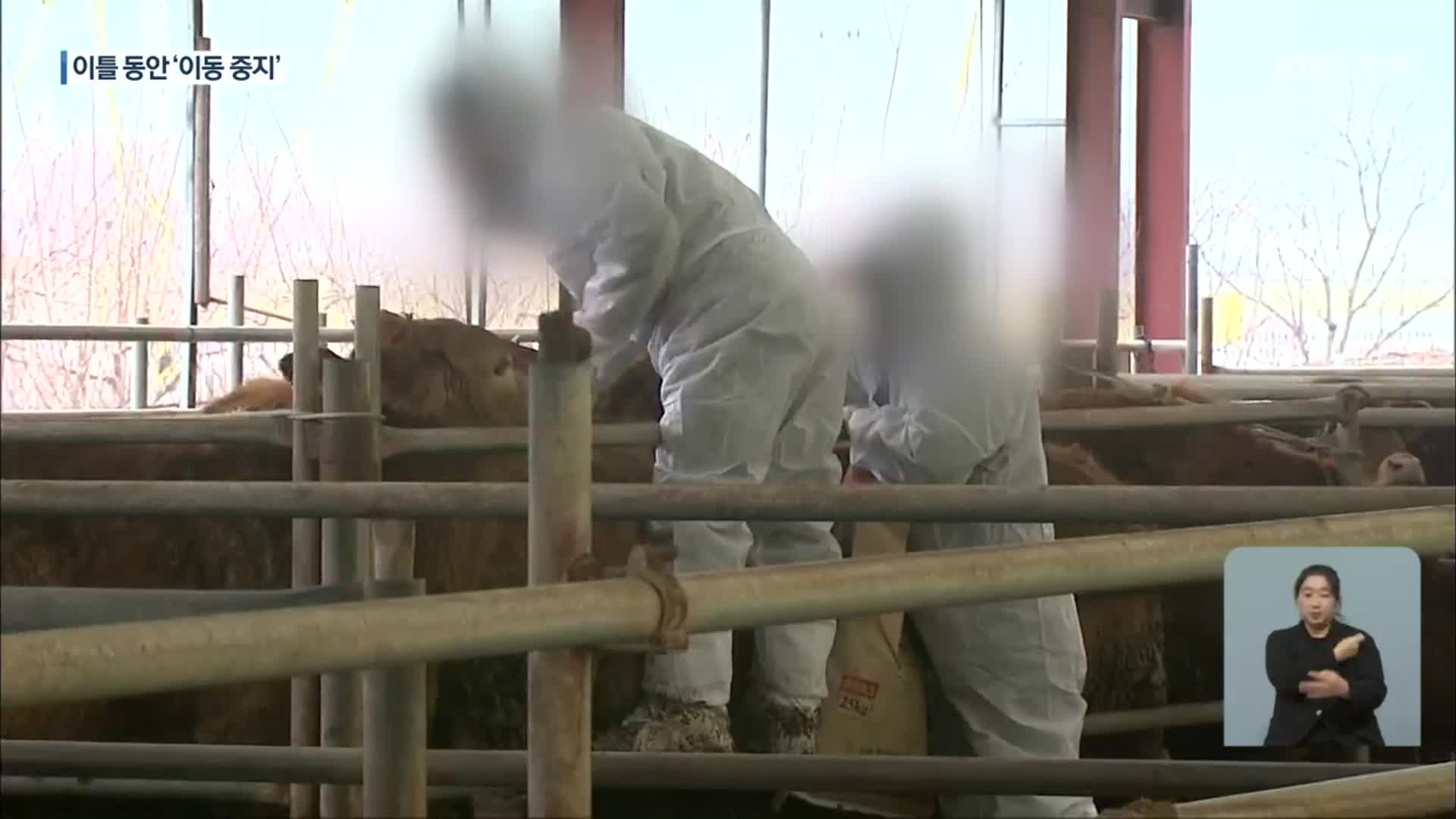 충북 한우 농장 4곳서 구제역 확인…4년 만의 국내 발생