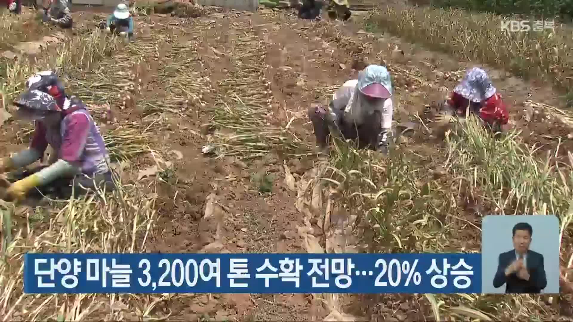 단양 마늘 3,200여 톤 수확 전망…20% 상승