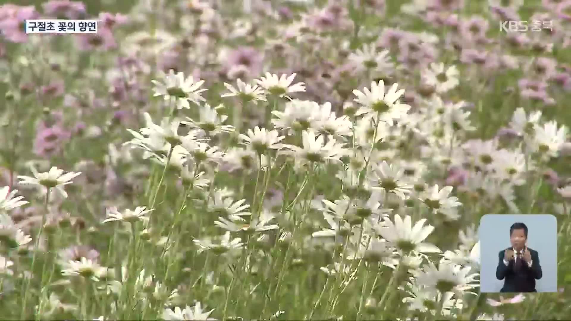 주민들이 만든 ‘구절초 마을’…이번 주말 첫 ‘구절초 축제’