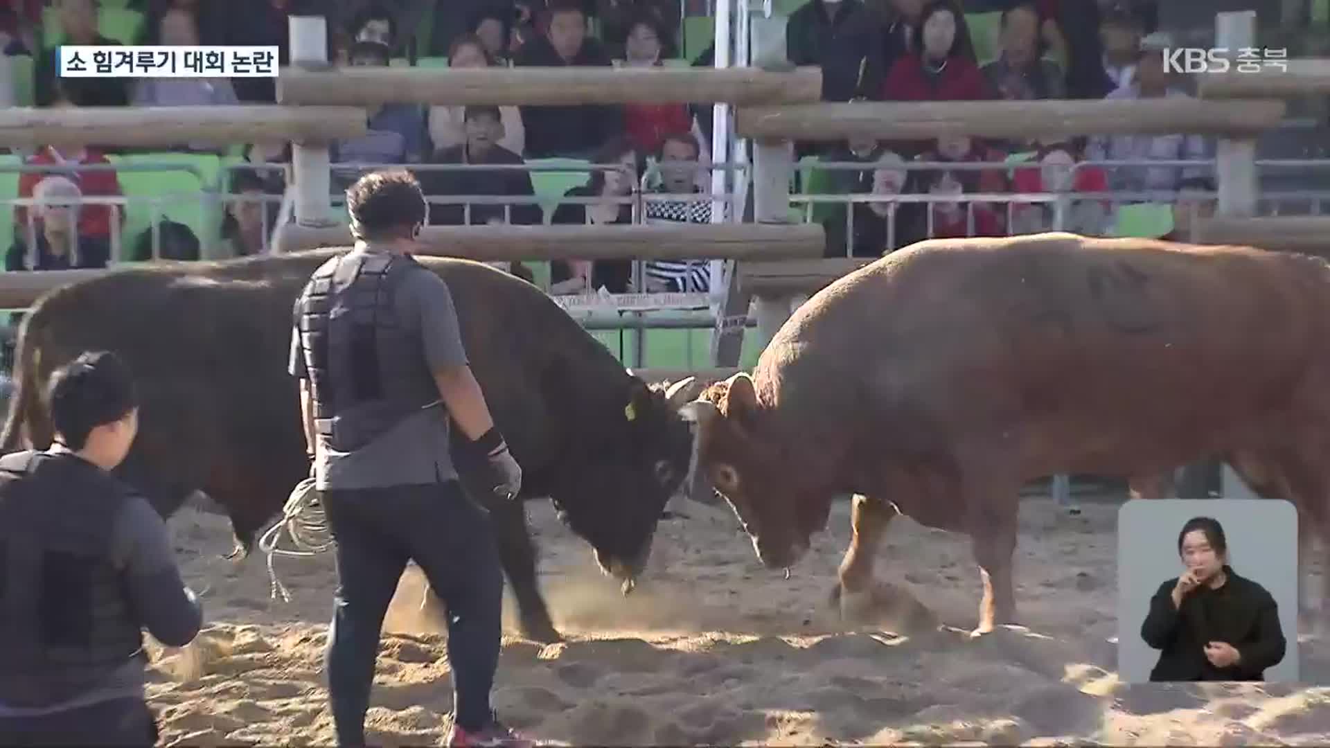 4년 만에 보은서 ‘소 힘겨루기 대회’ 재개…동물학대 논란도