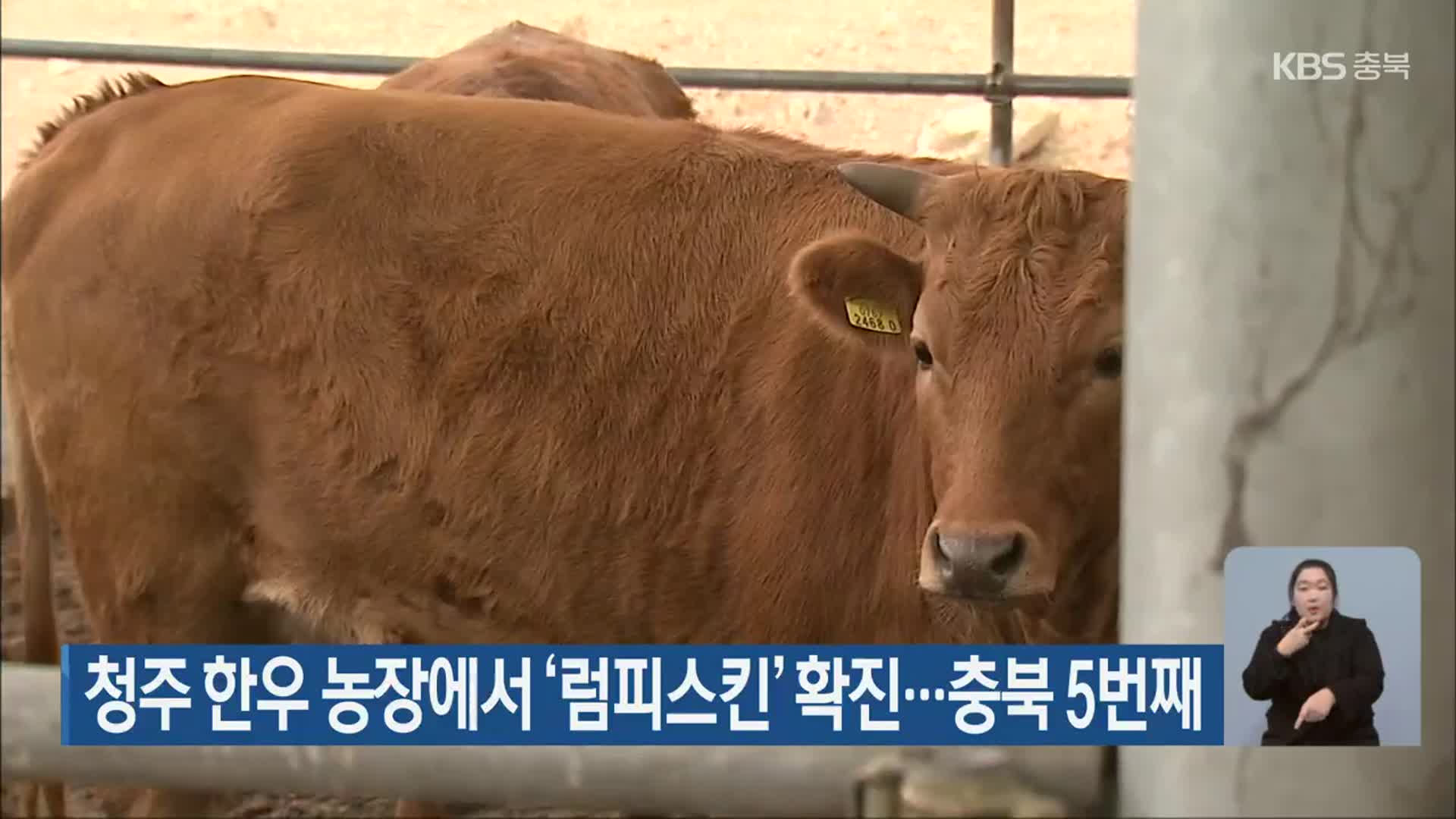 청주 한우 농장에서 ‘럼피스킨’ 확진…충북 5번째